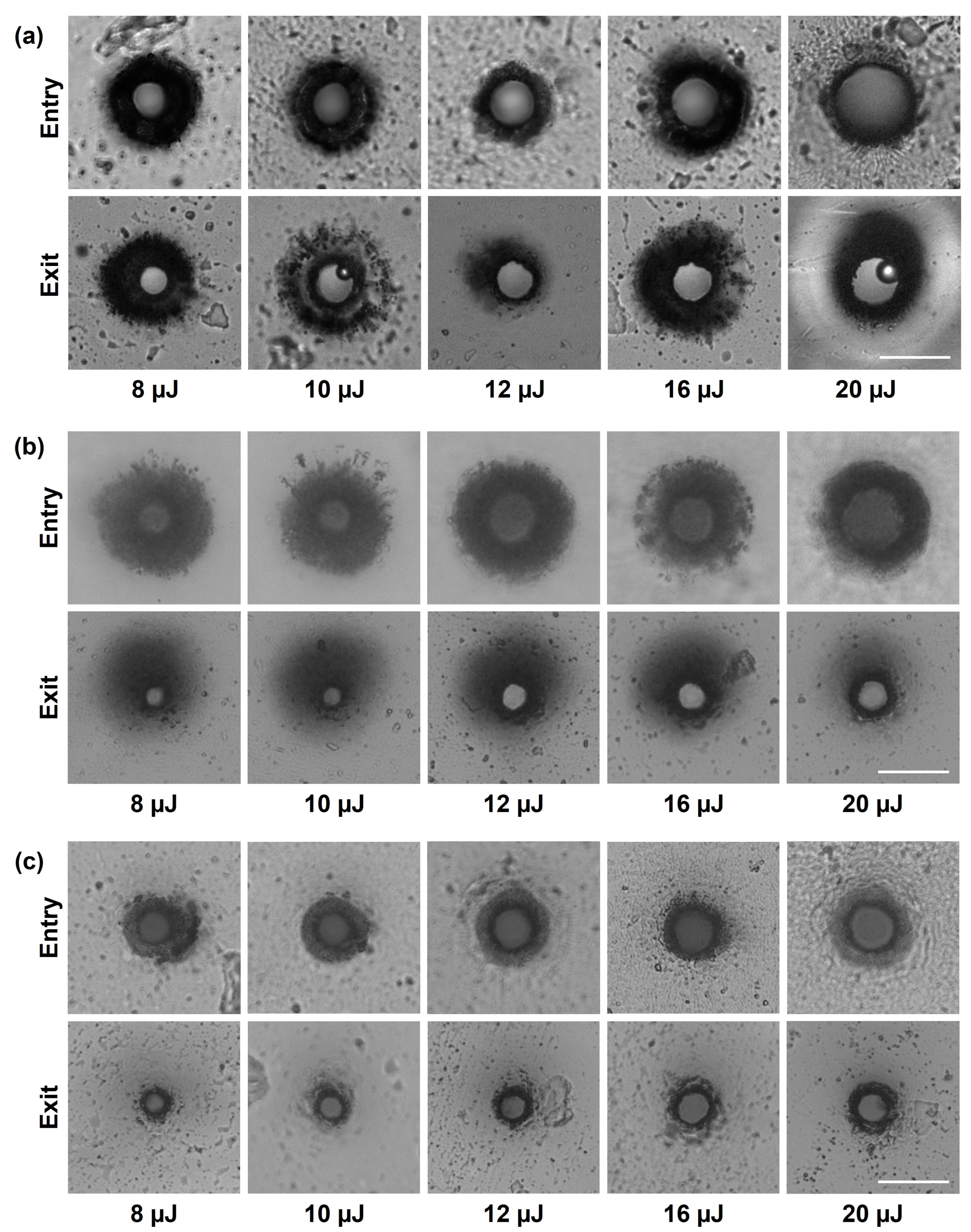 Preprints 170547 g003