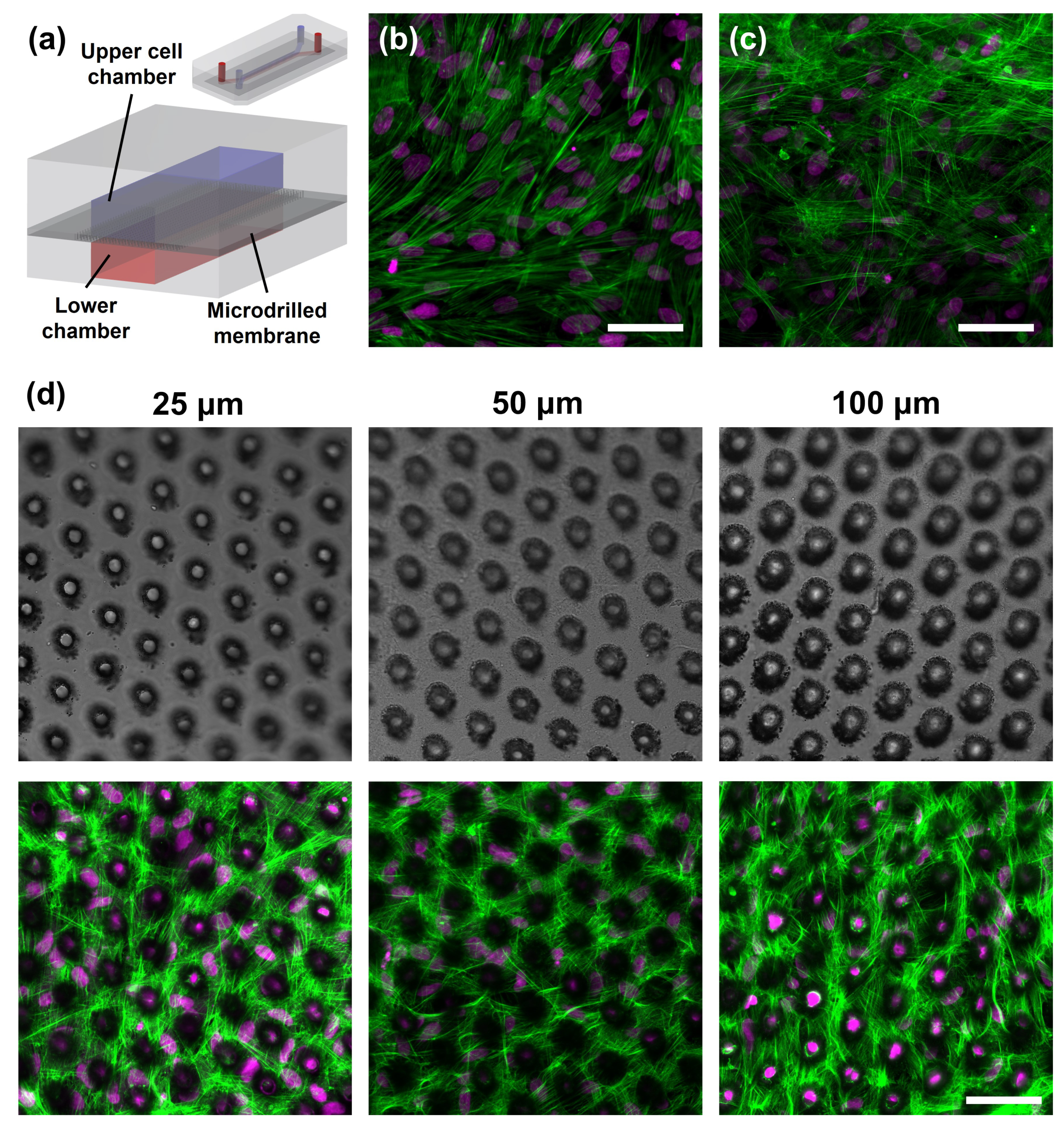 Preprints 170547 g009