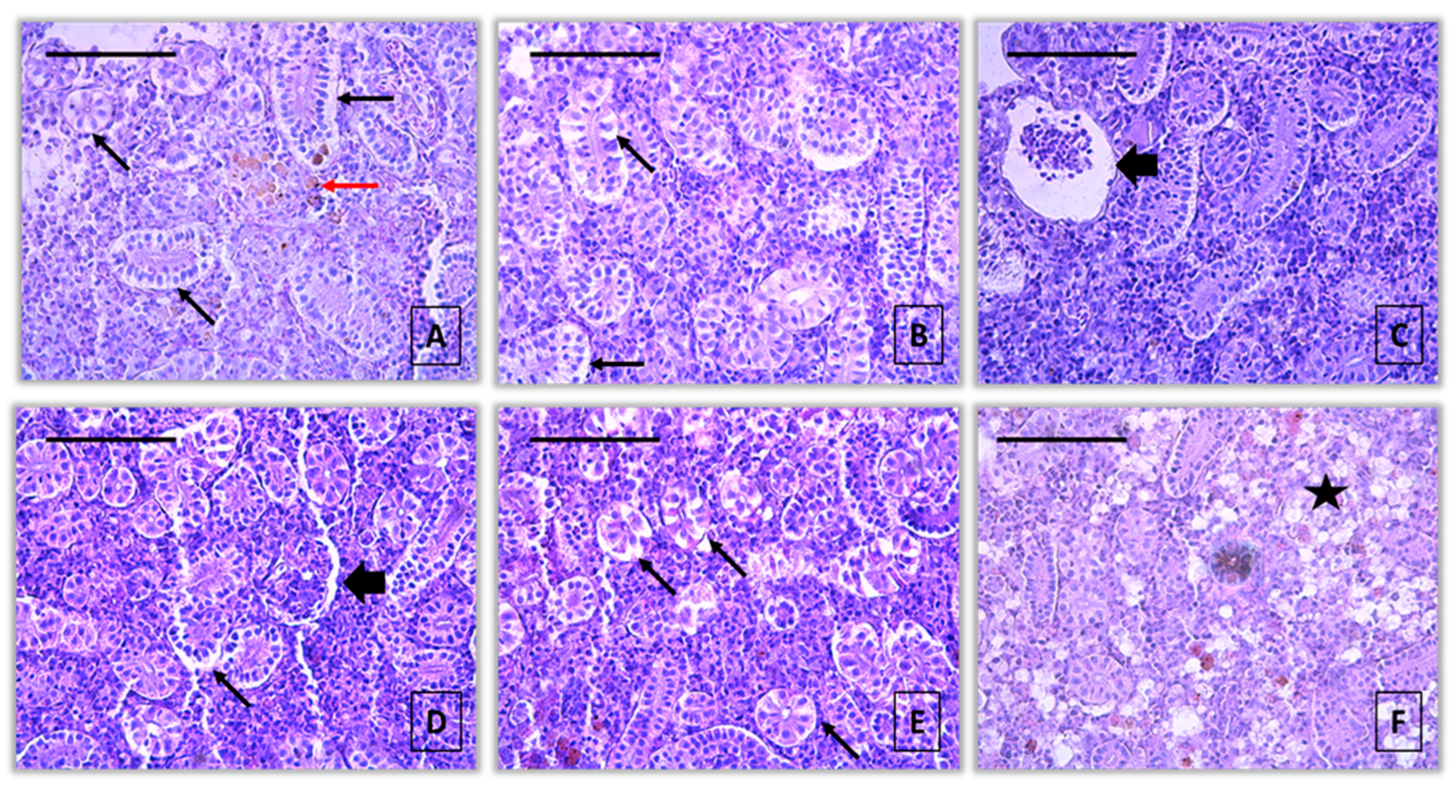 Preprints 158870 g002