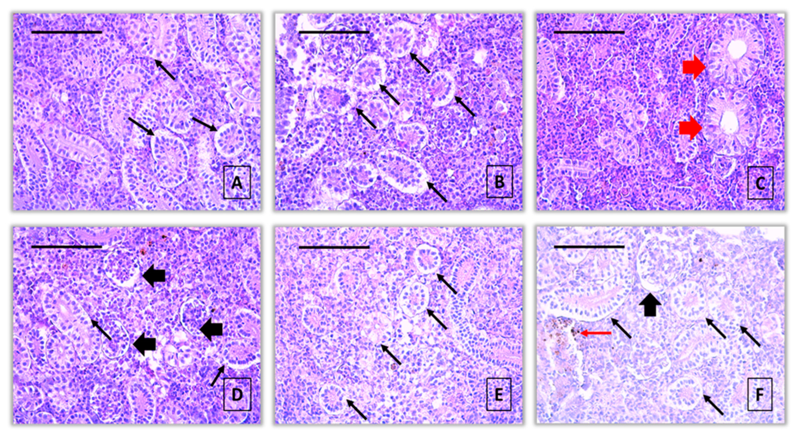Preprints 158870 g003