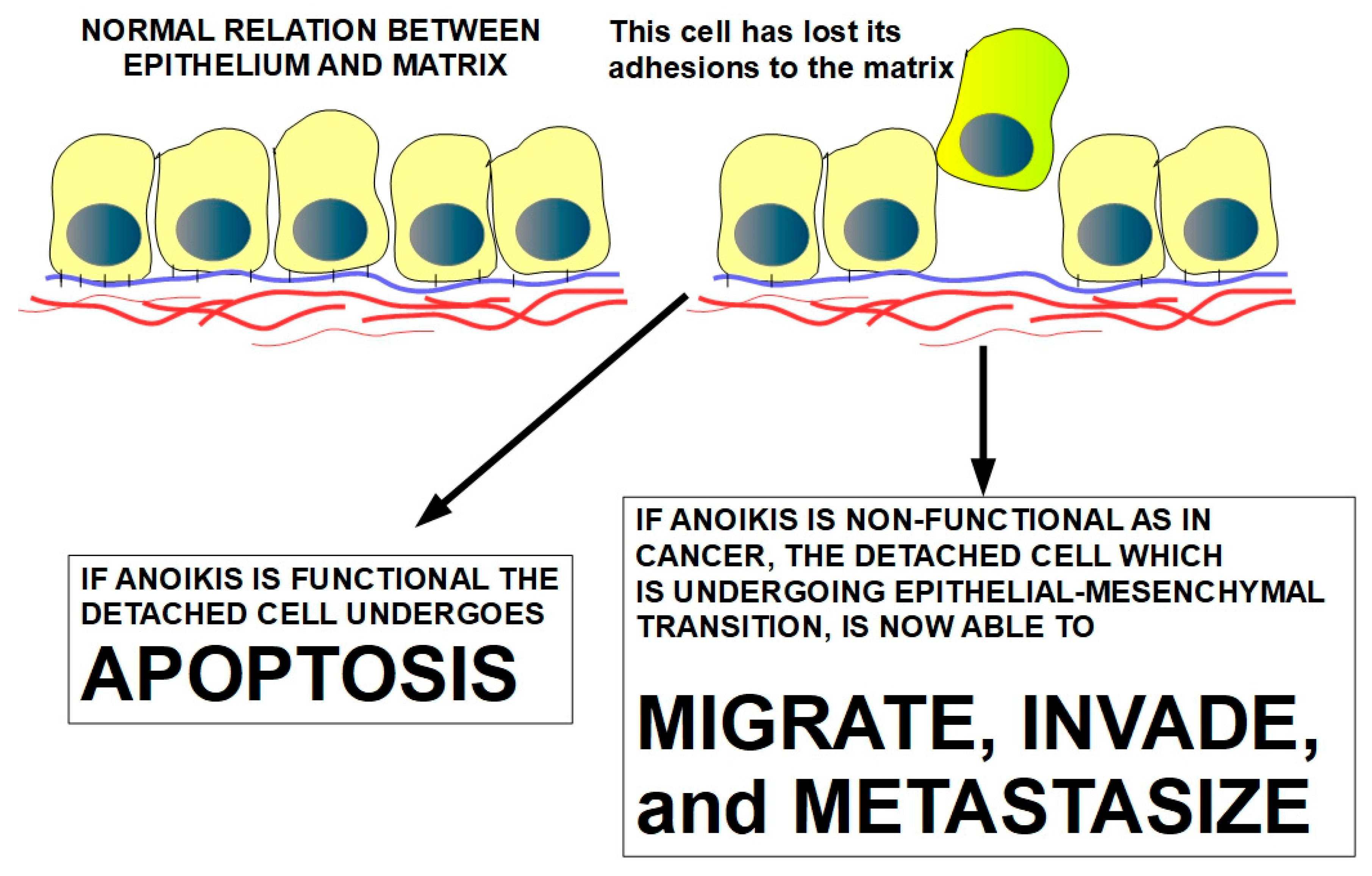 Preprints 186688 g005