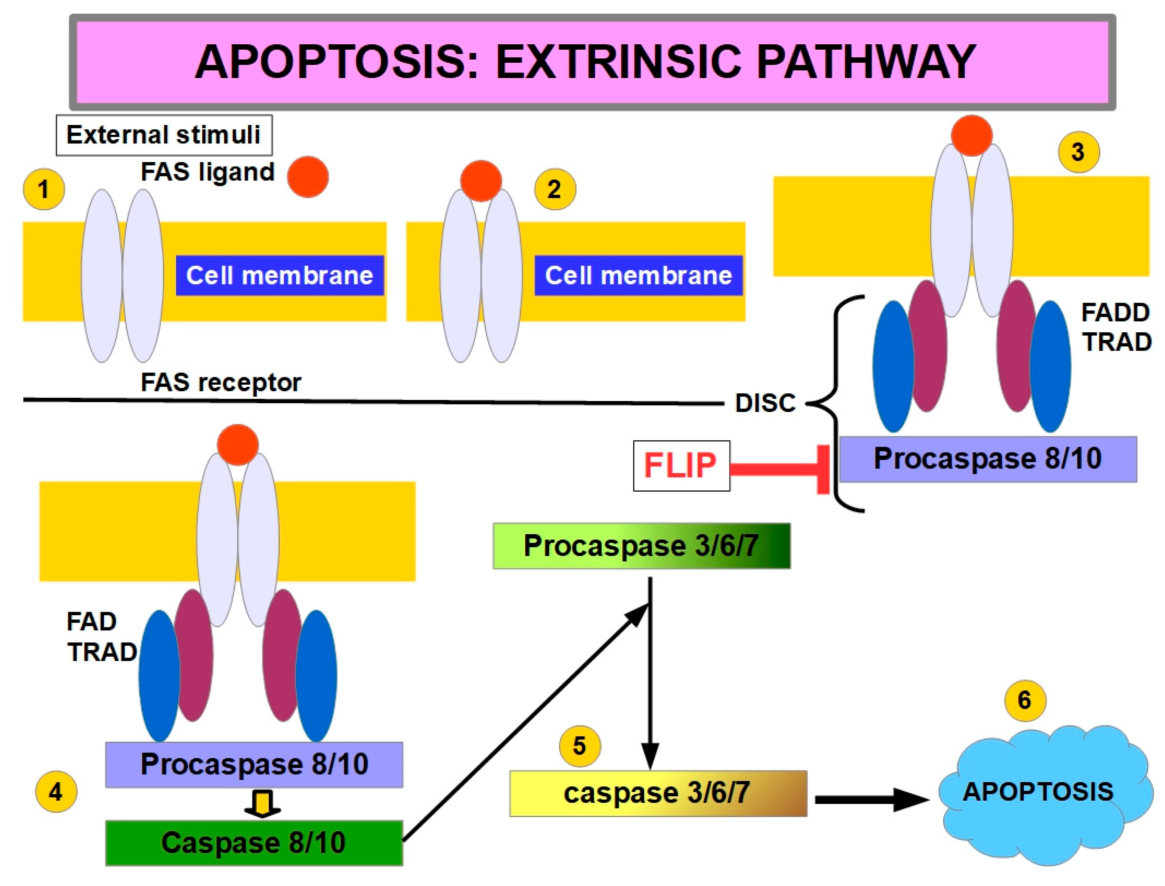 Preprints 186688 g006