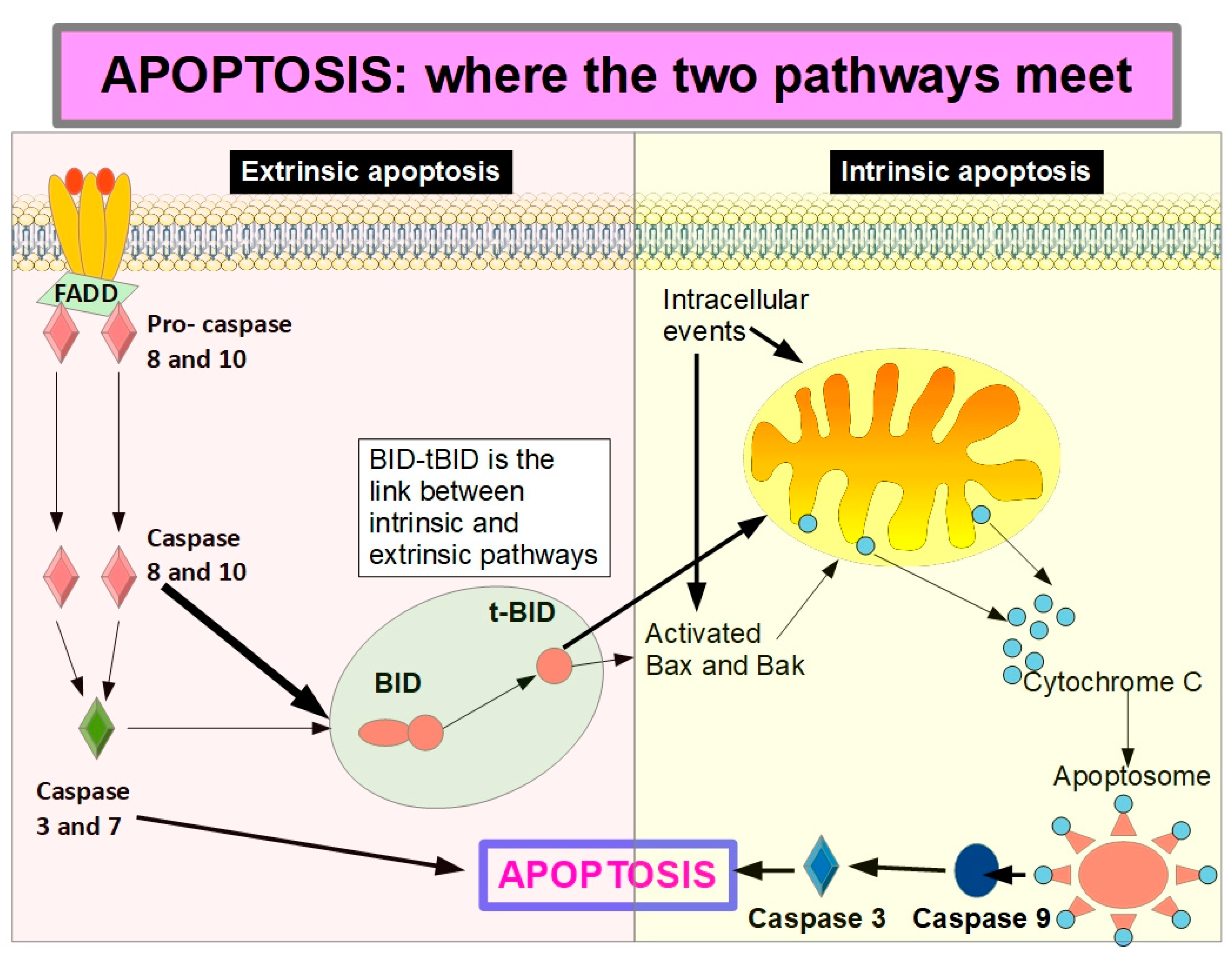 Preprints 186688 g008