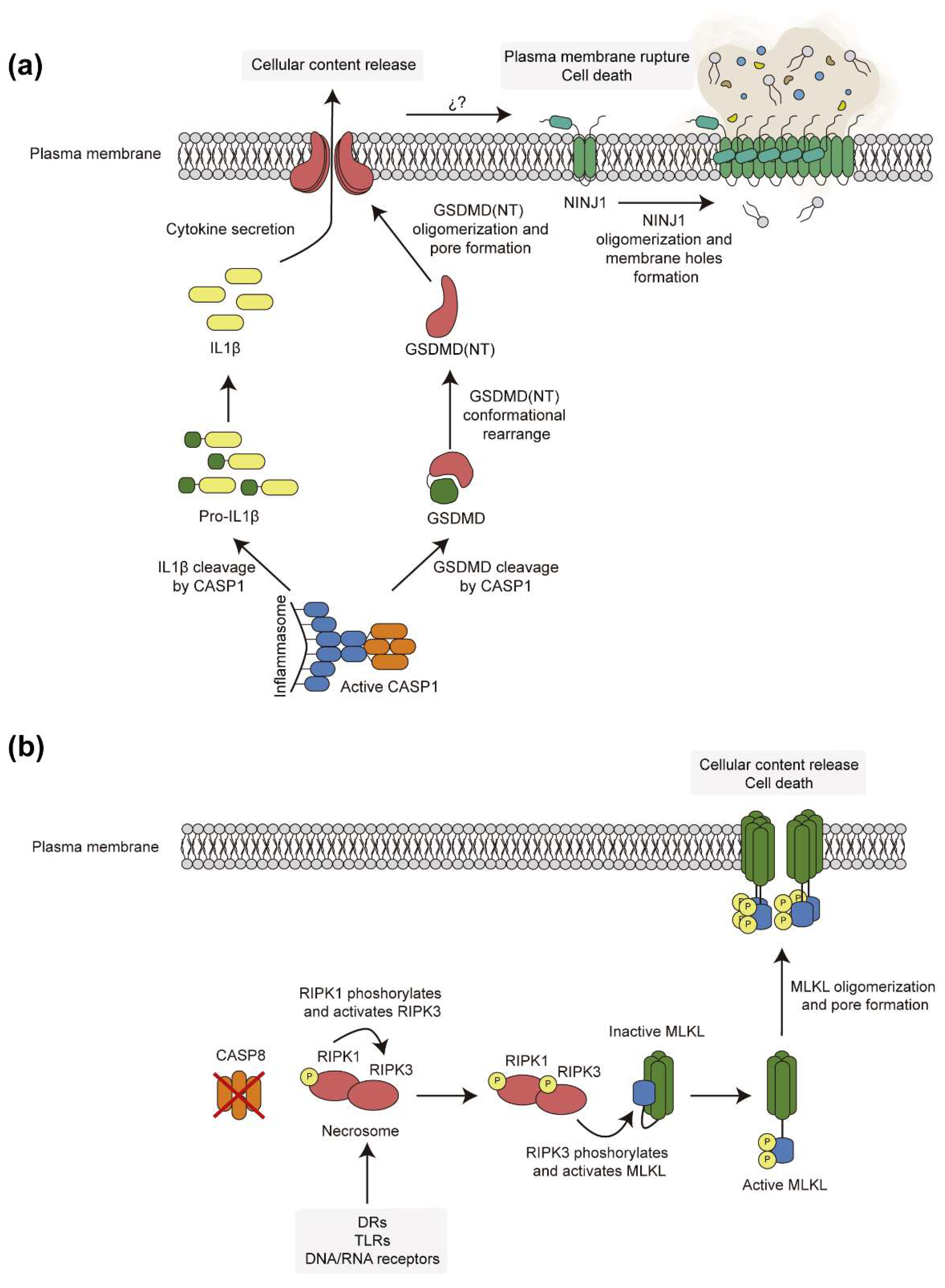Preprints 152020 g002