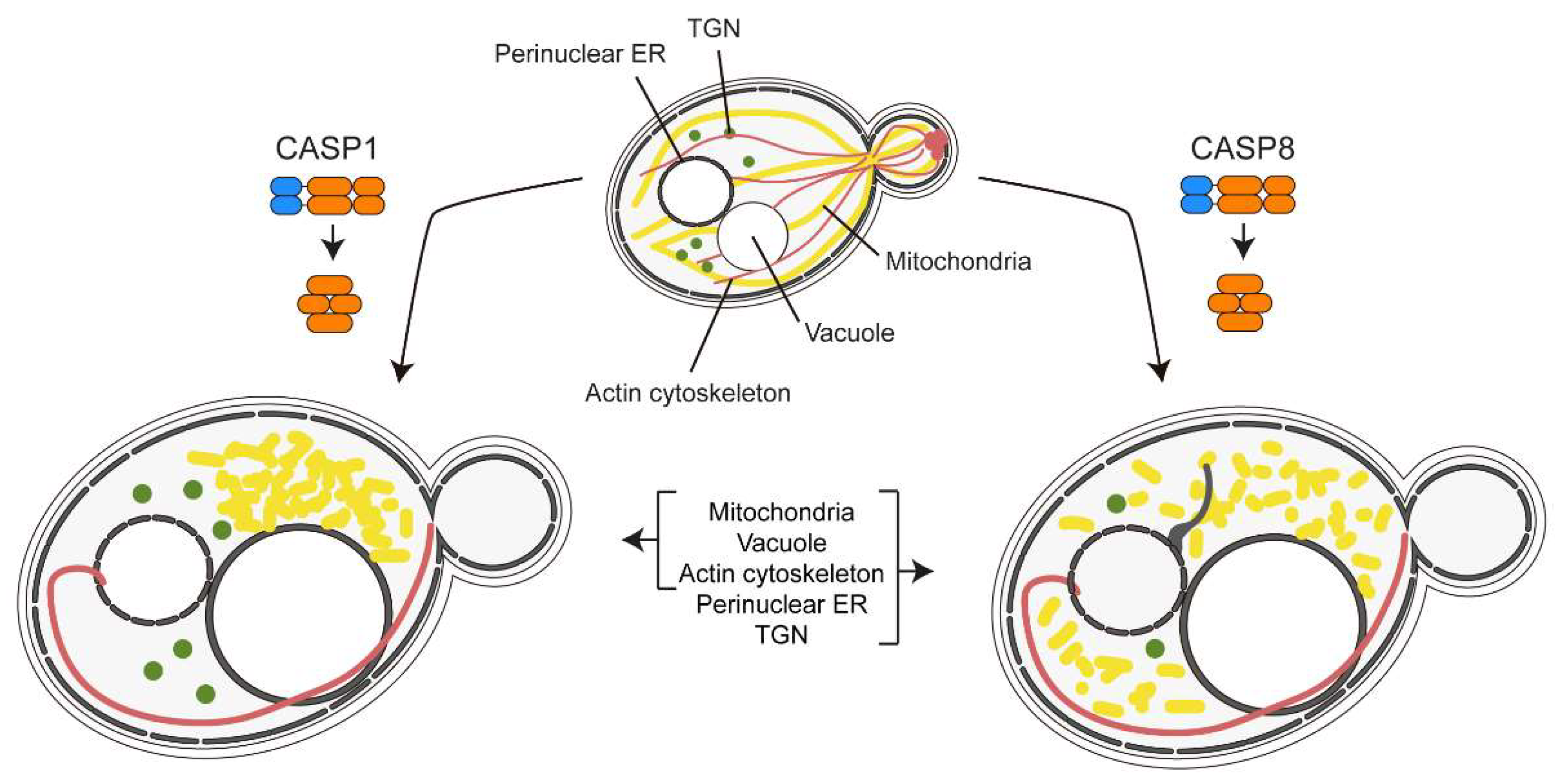 Preprints 152020 g003