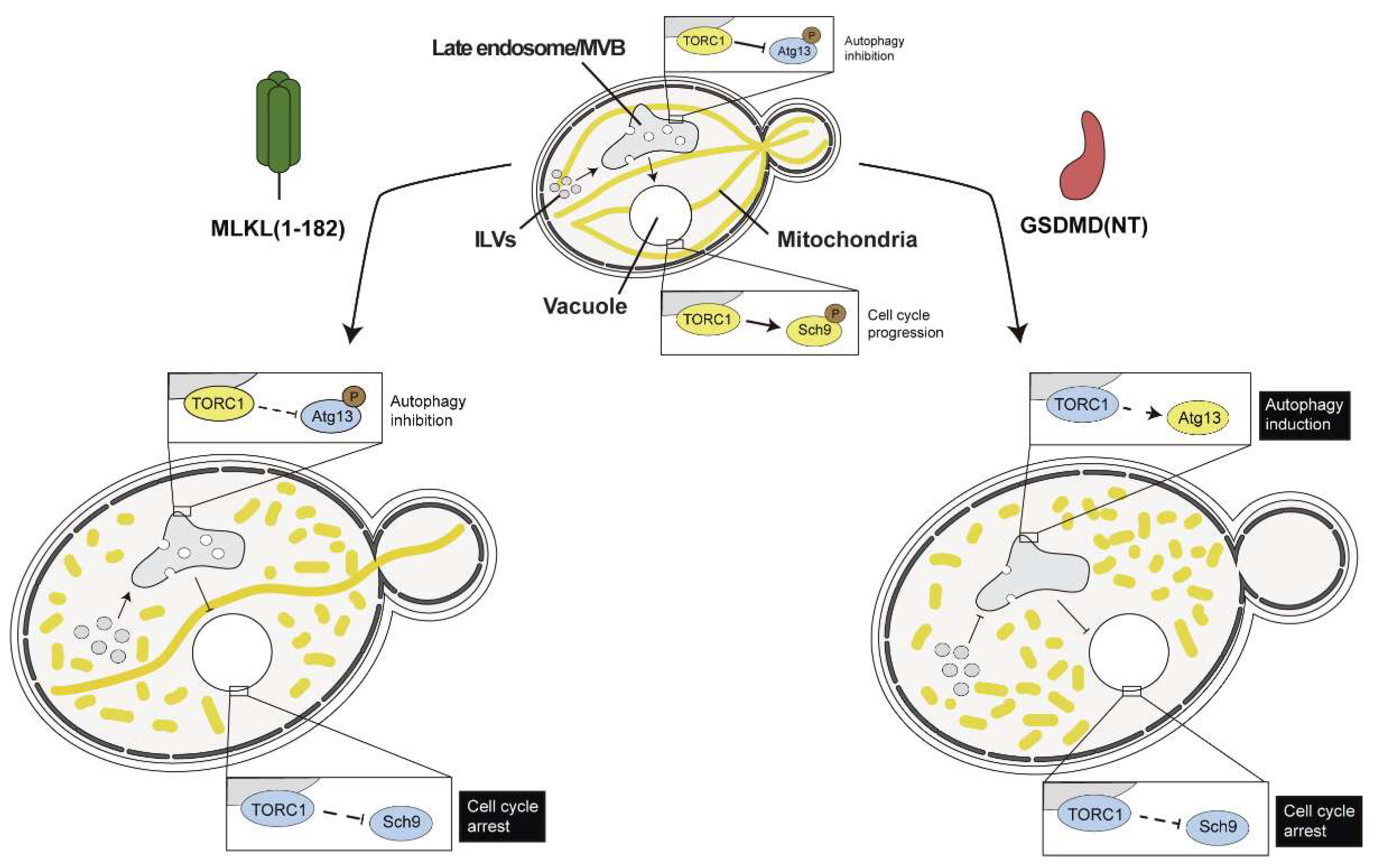 Preprints 152020 g004