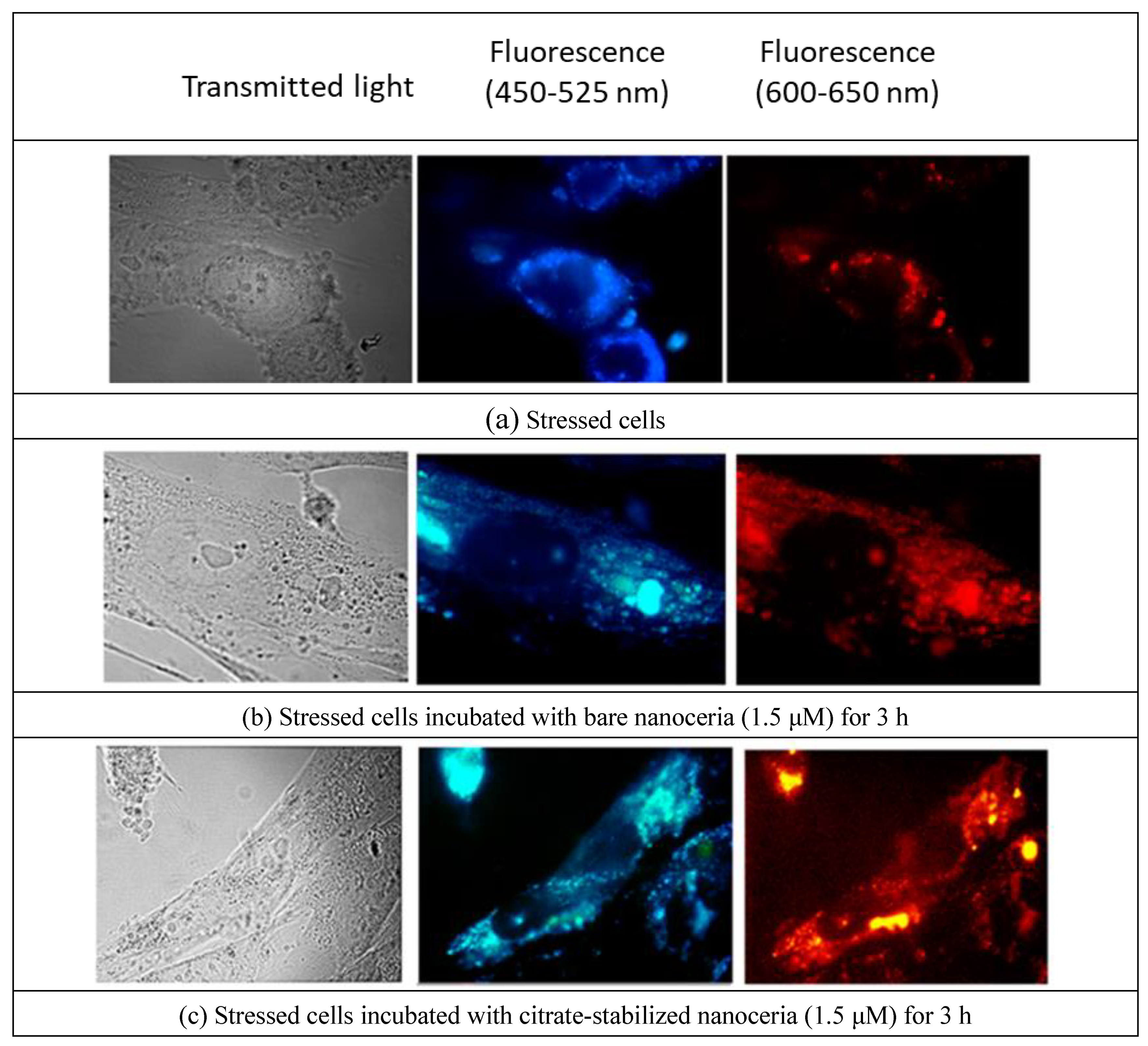 Preprints 142945 g004