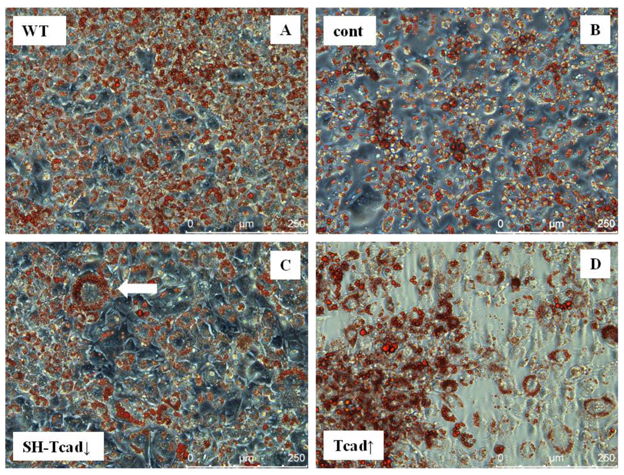 Preprints 174324 g003