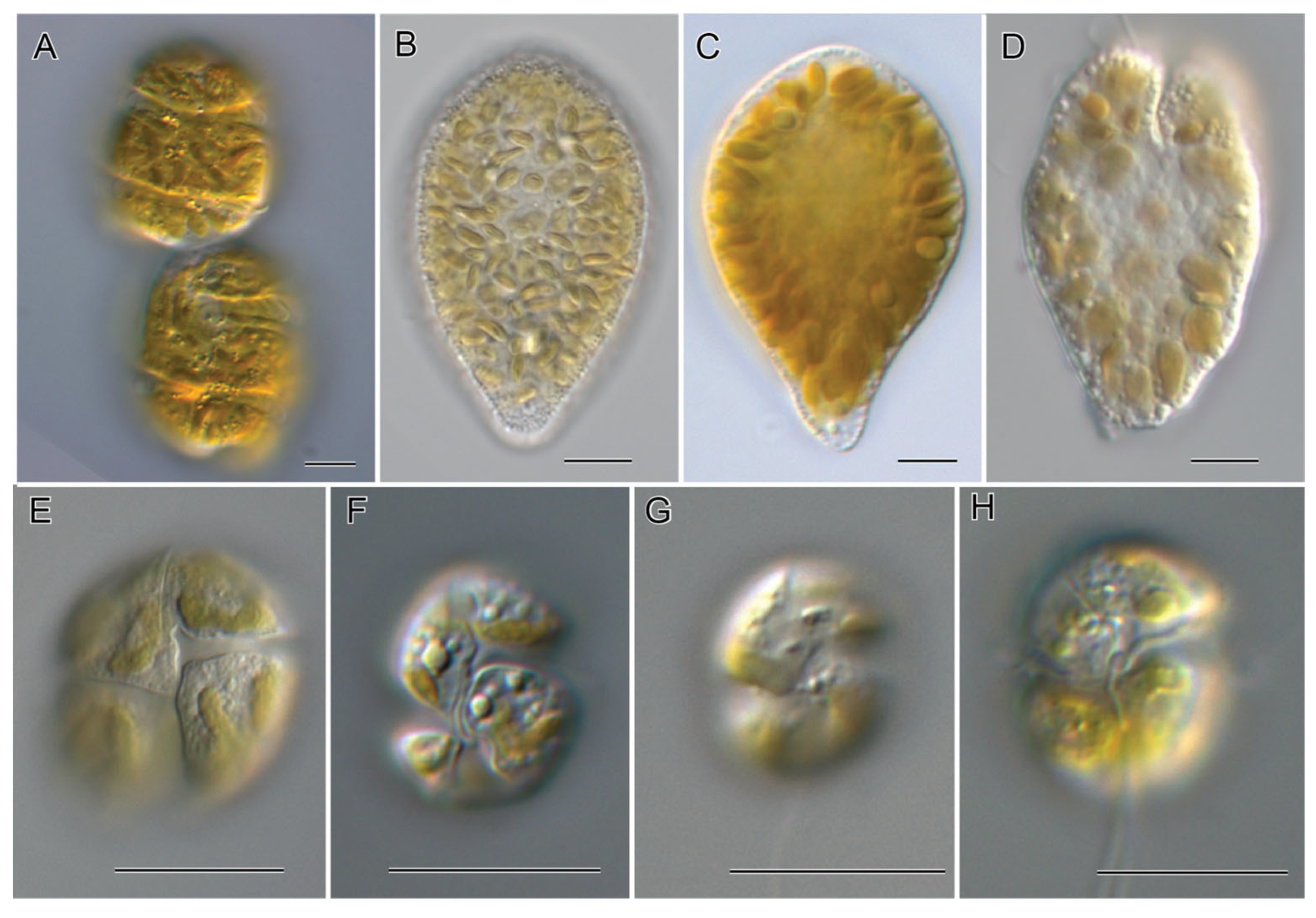 Preprints 109608 g001