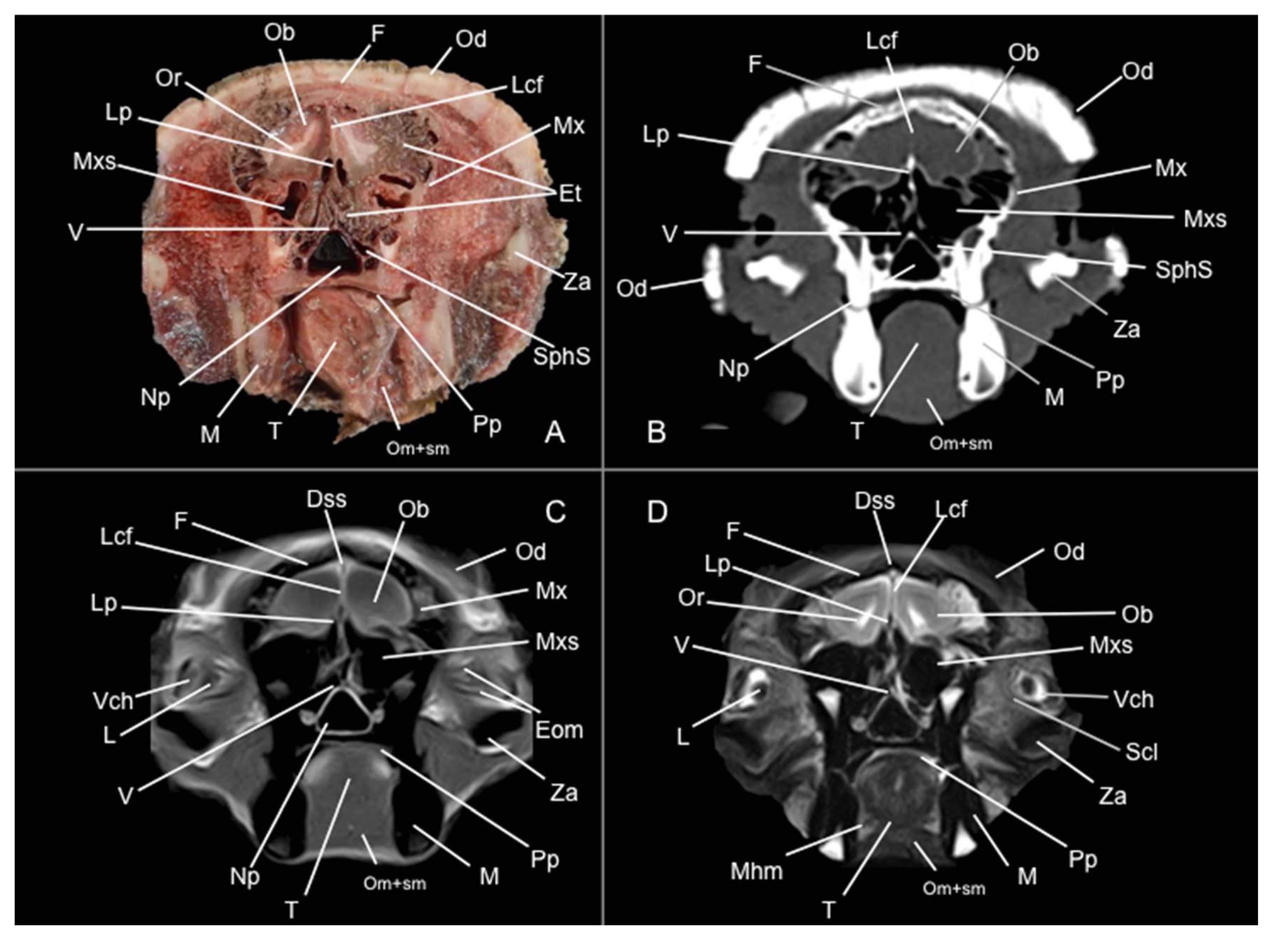 Preprints 144851 g002