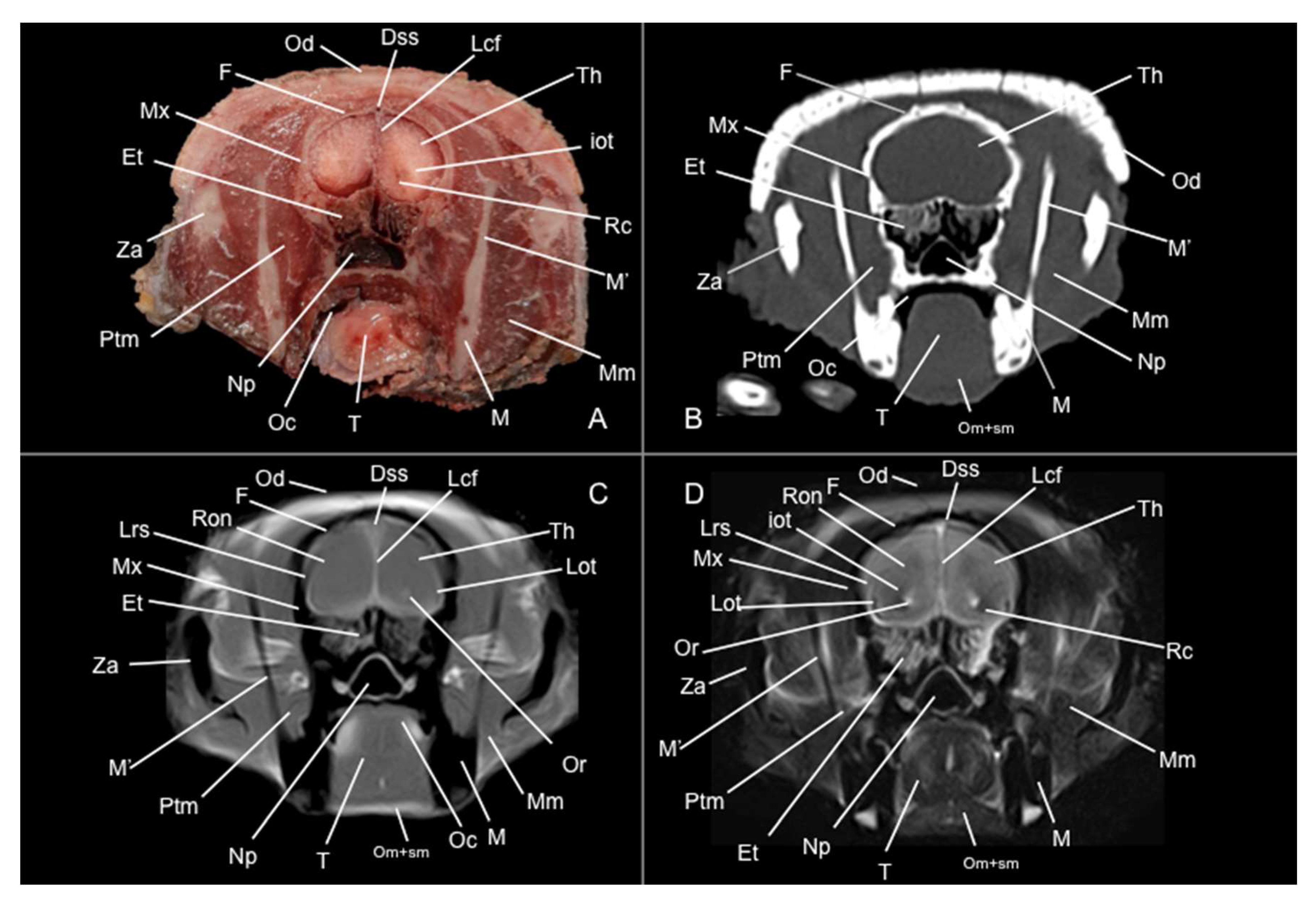 Preprints 144851 g004