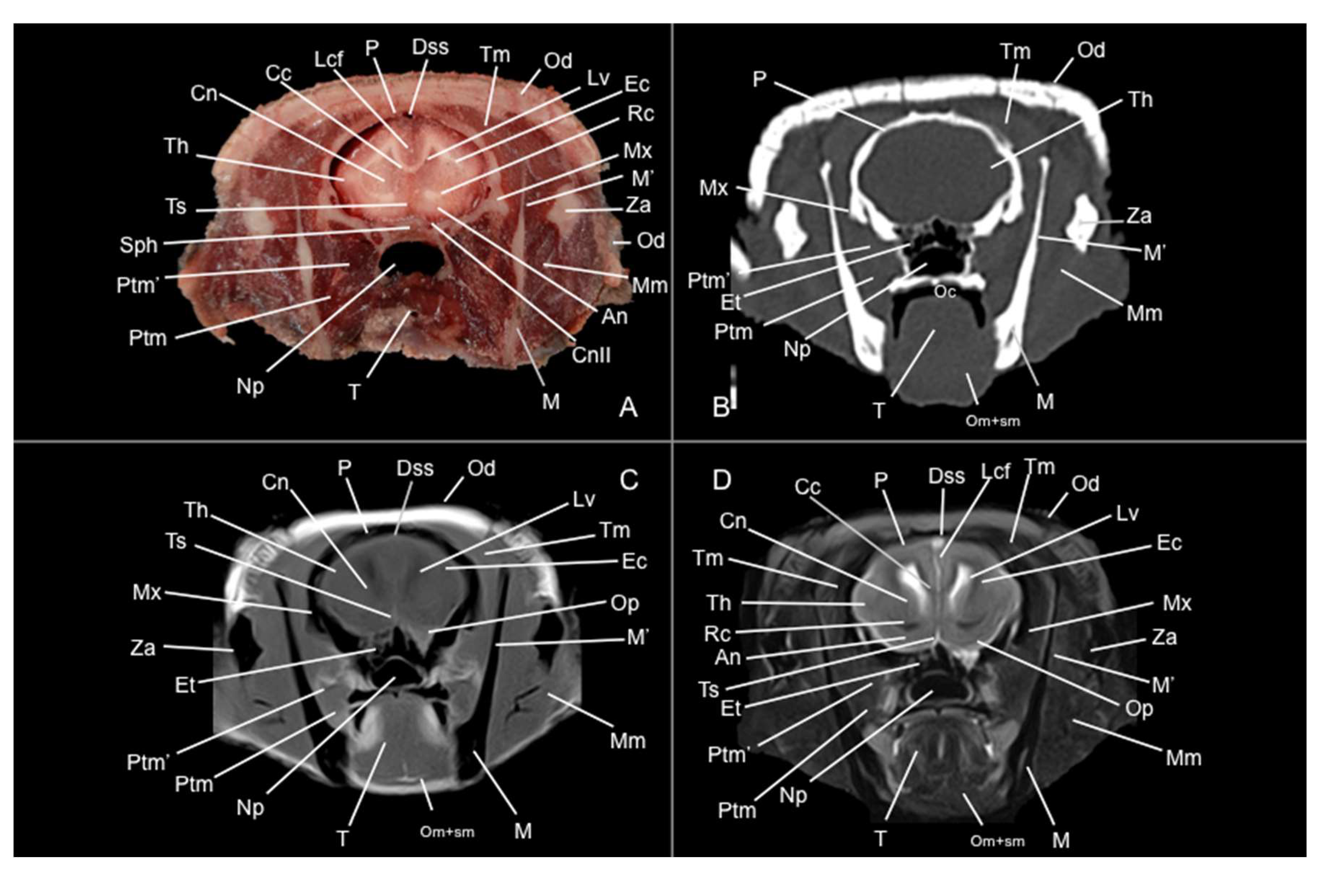 Preprints 144851 g005