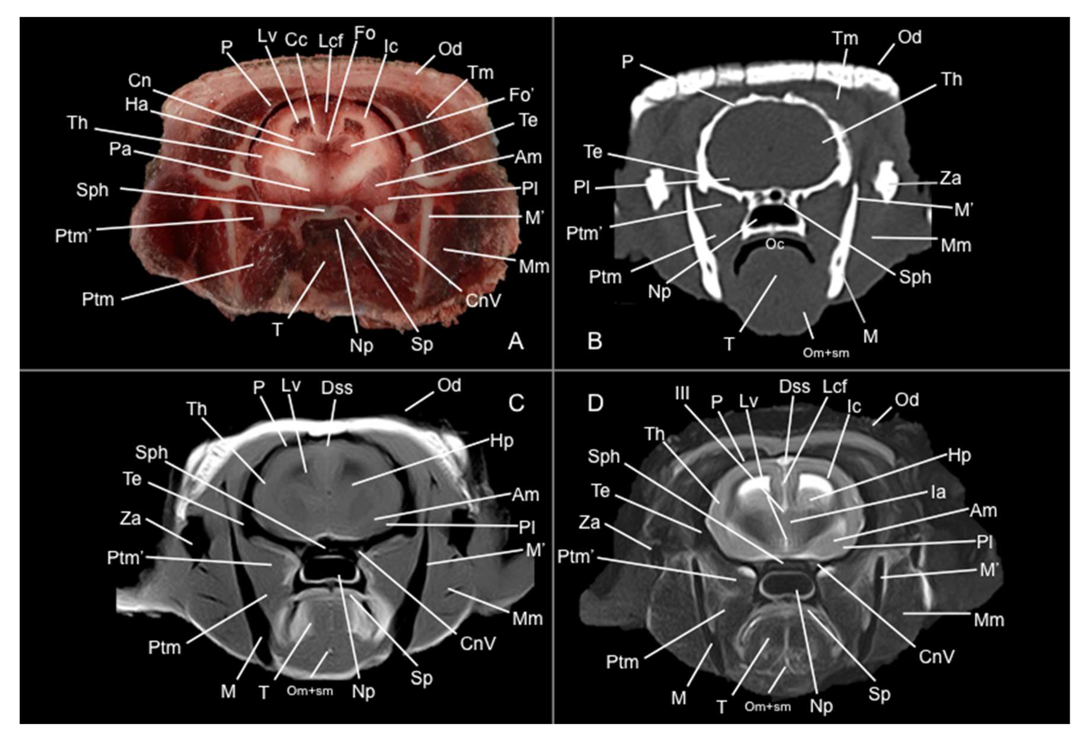 Preprints 144851 g006
