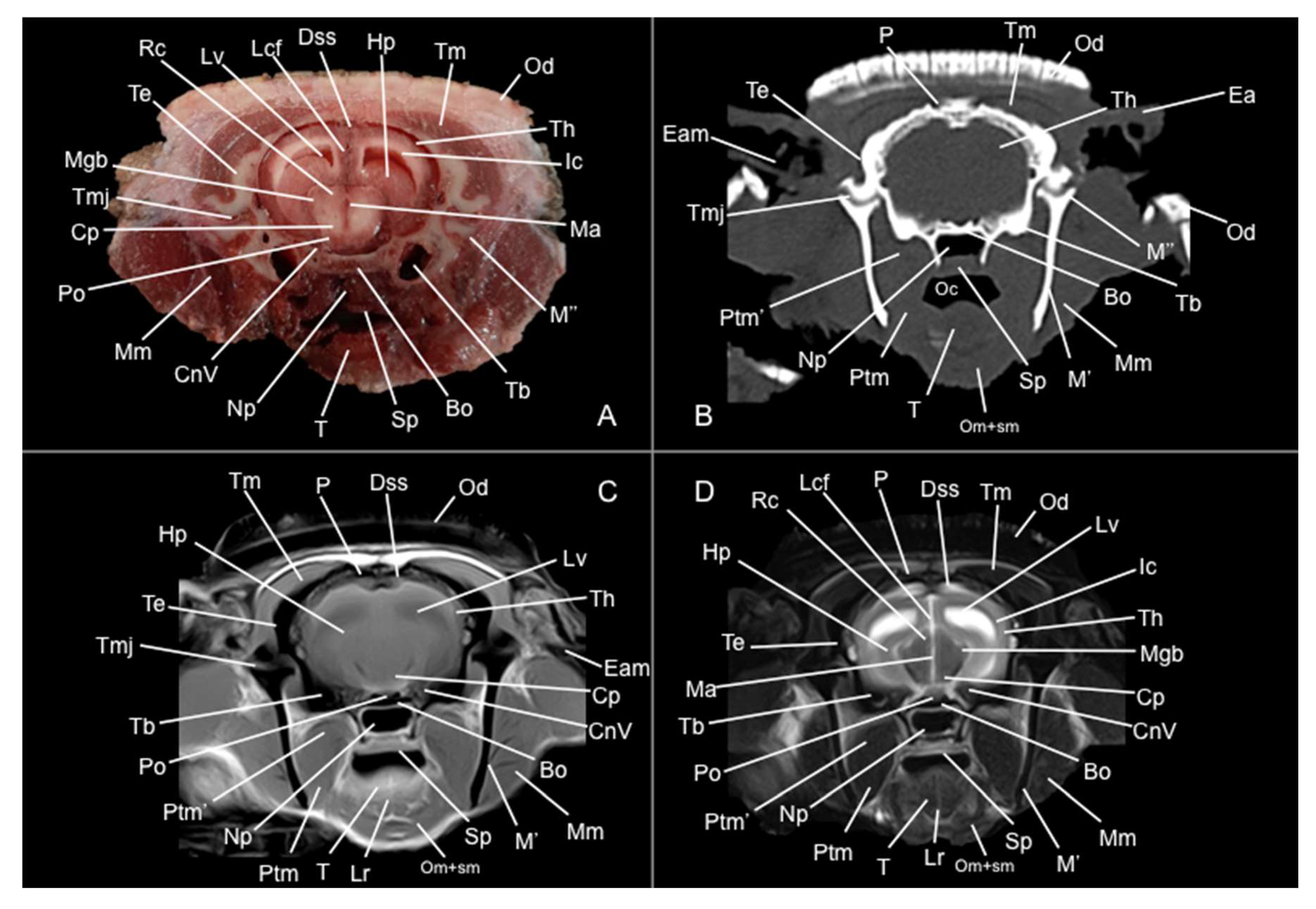 Preprints 144851 g008