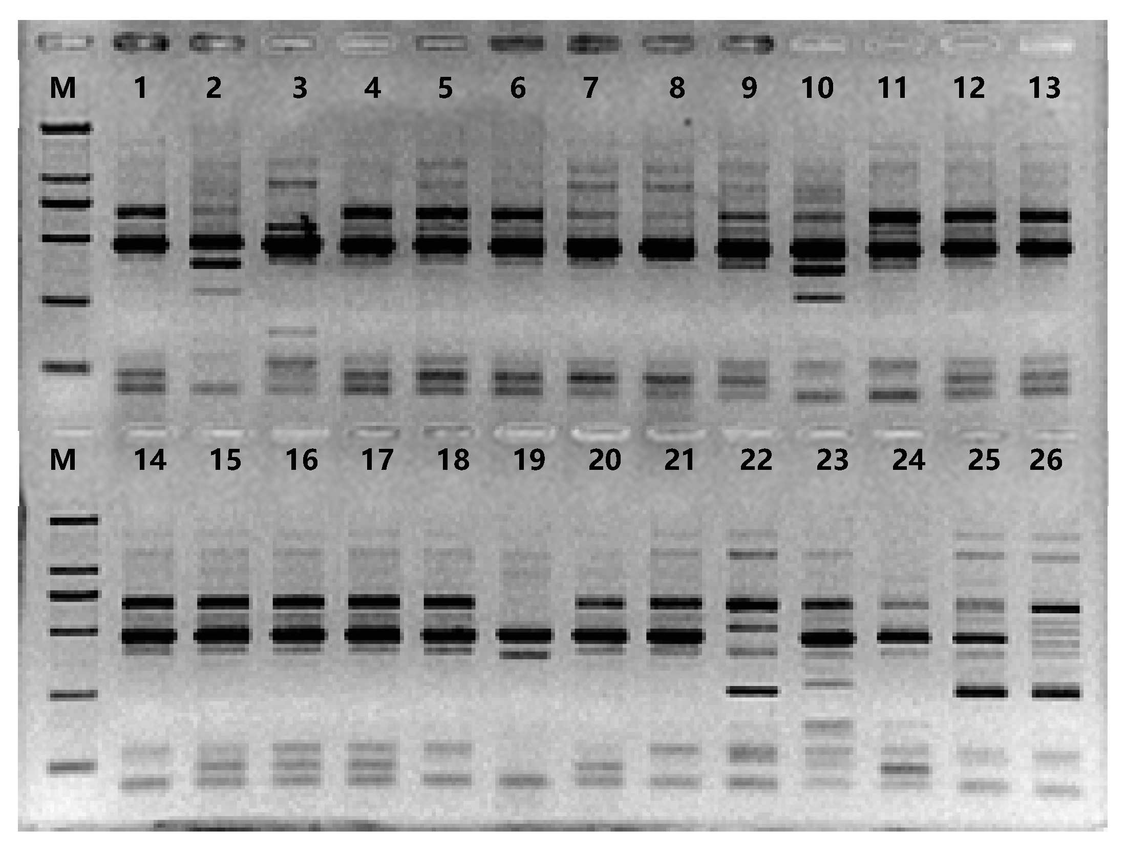 Preprints 74327 g001
