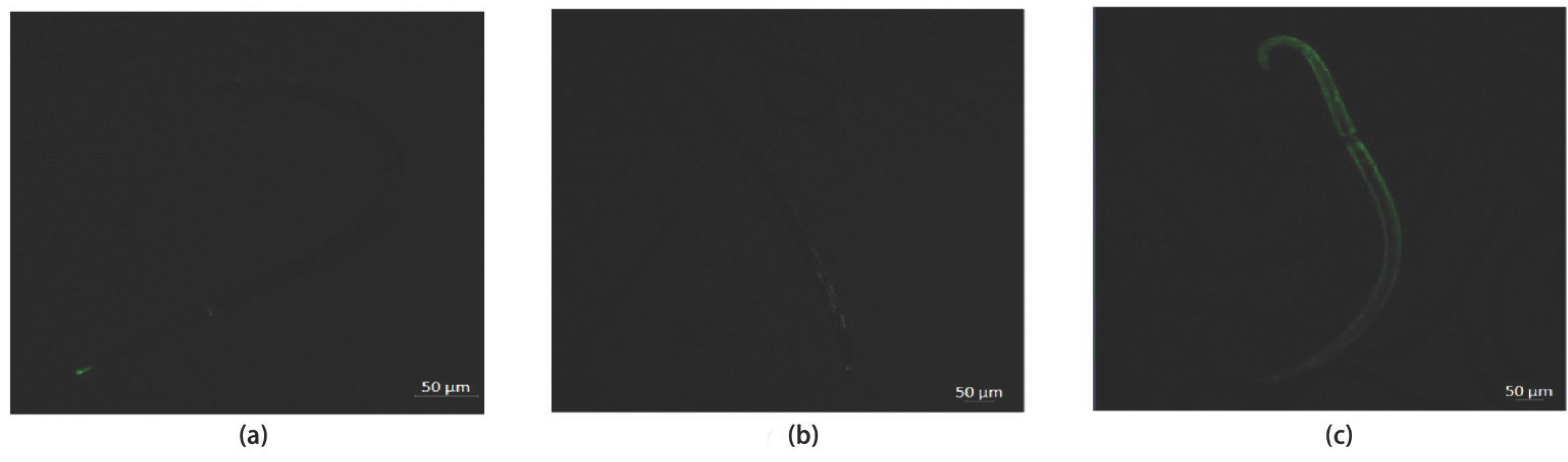 Preprints 230283 g005 Preprints 230283 g005