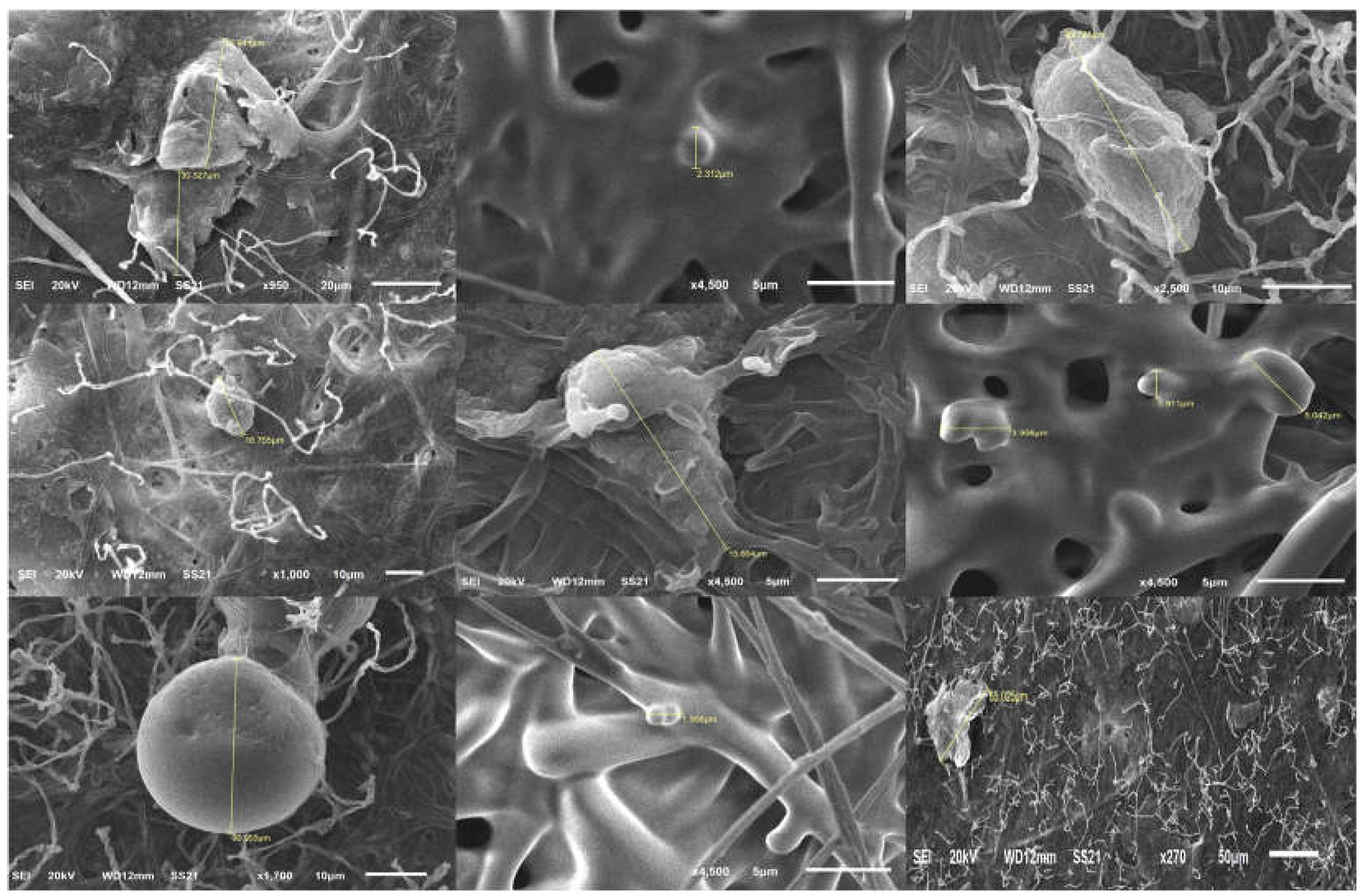 Preprints 209592 g005