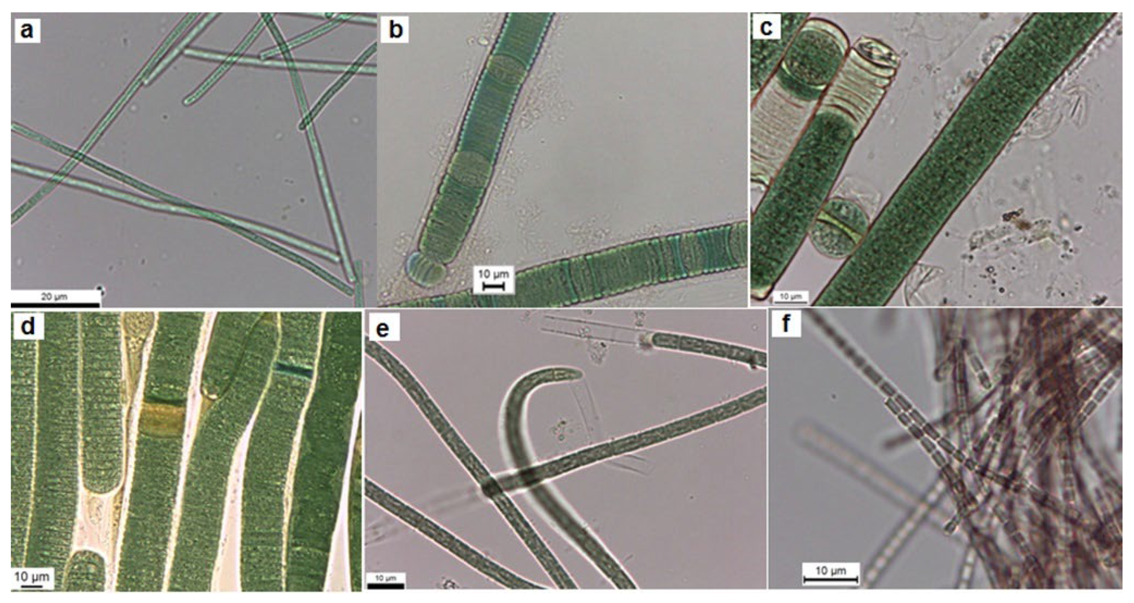 Preprints 86876 g001