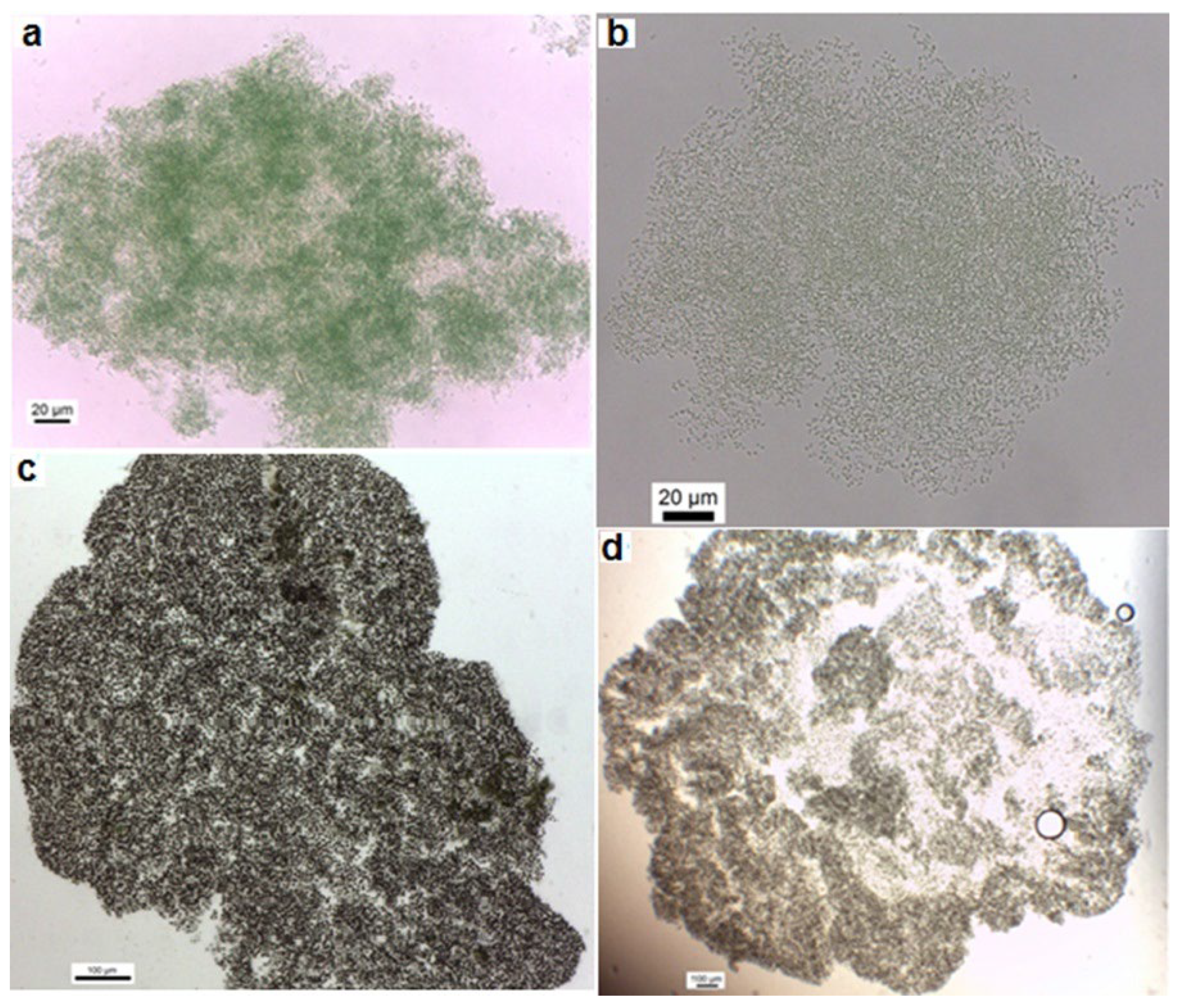 Preprints 86876 g002