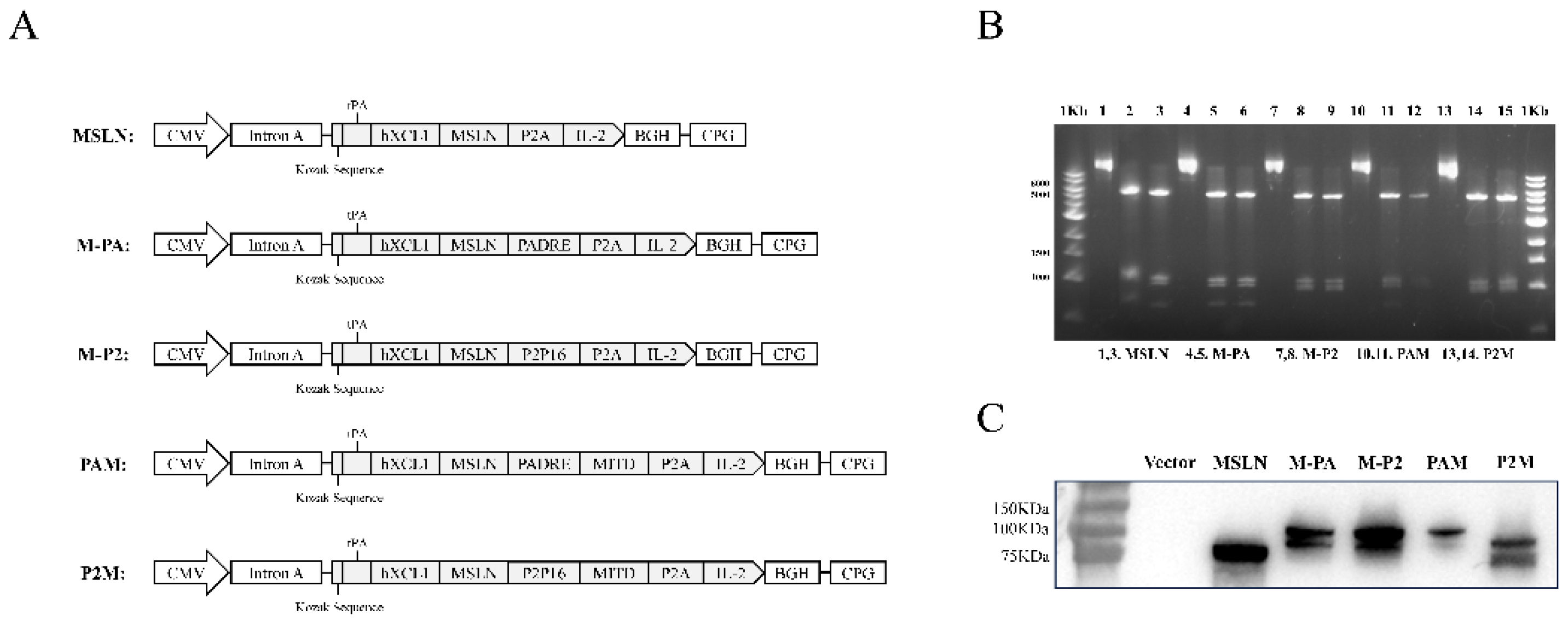 Preprints 194276 g001