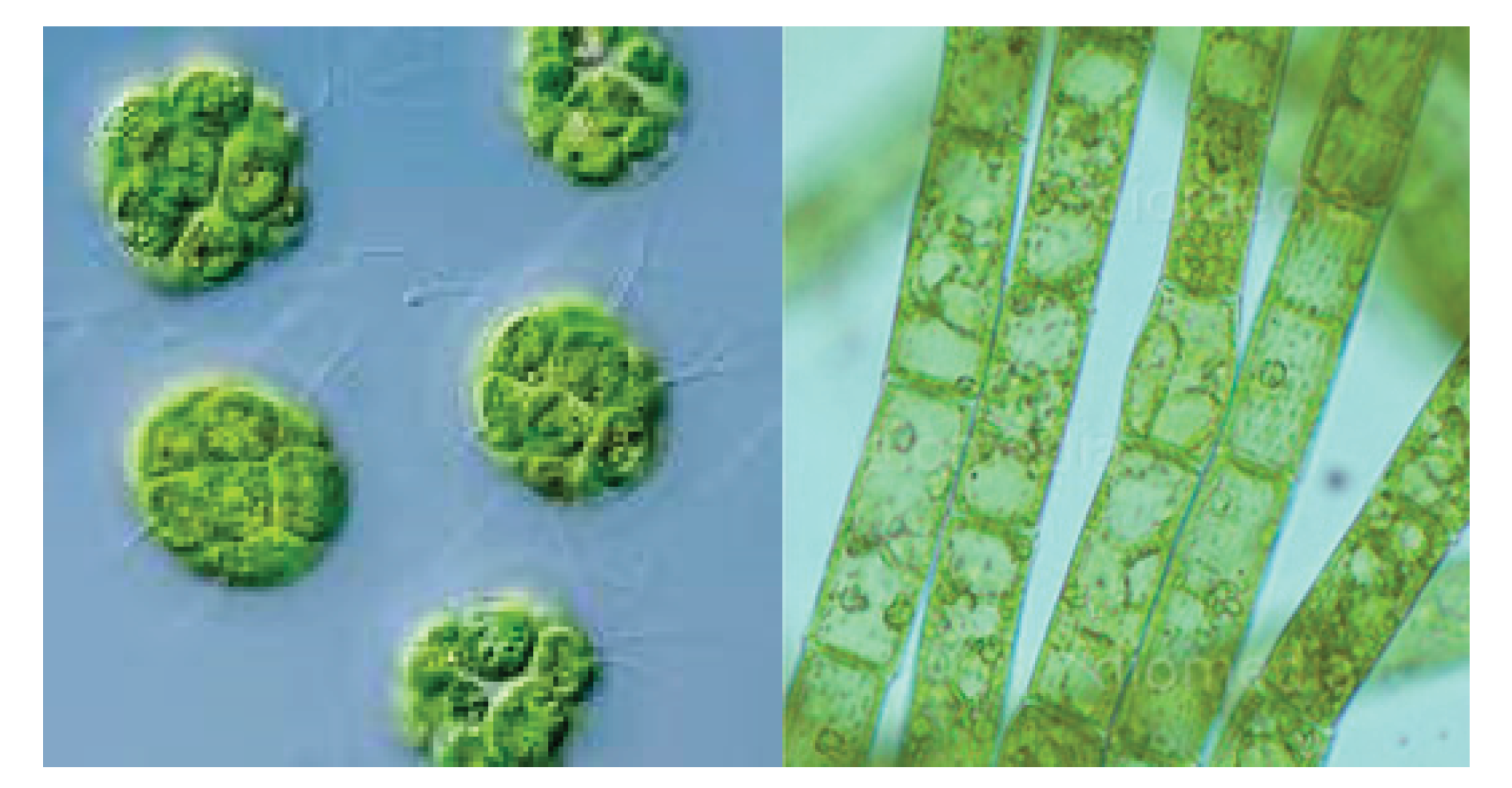 Preprints 164624 g004