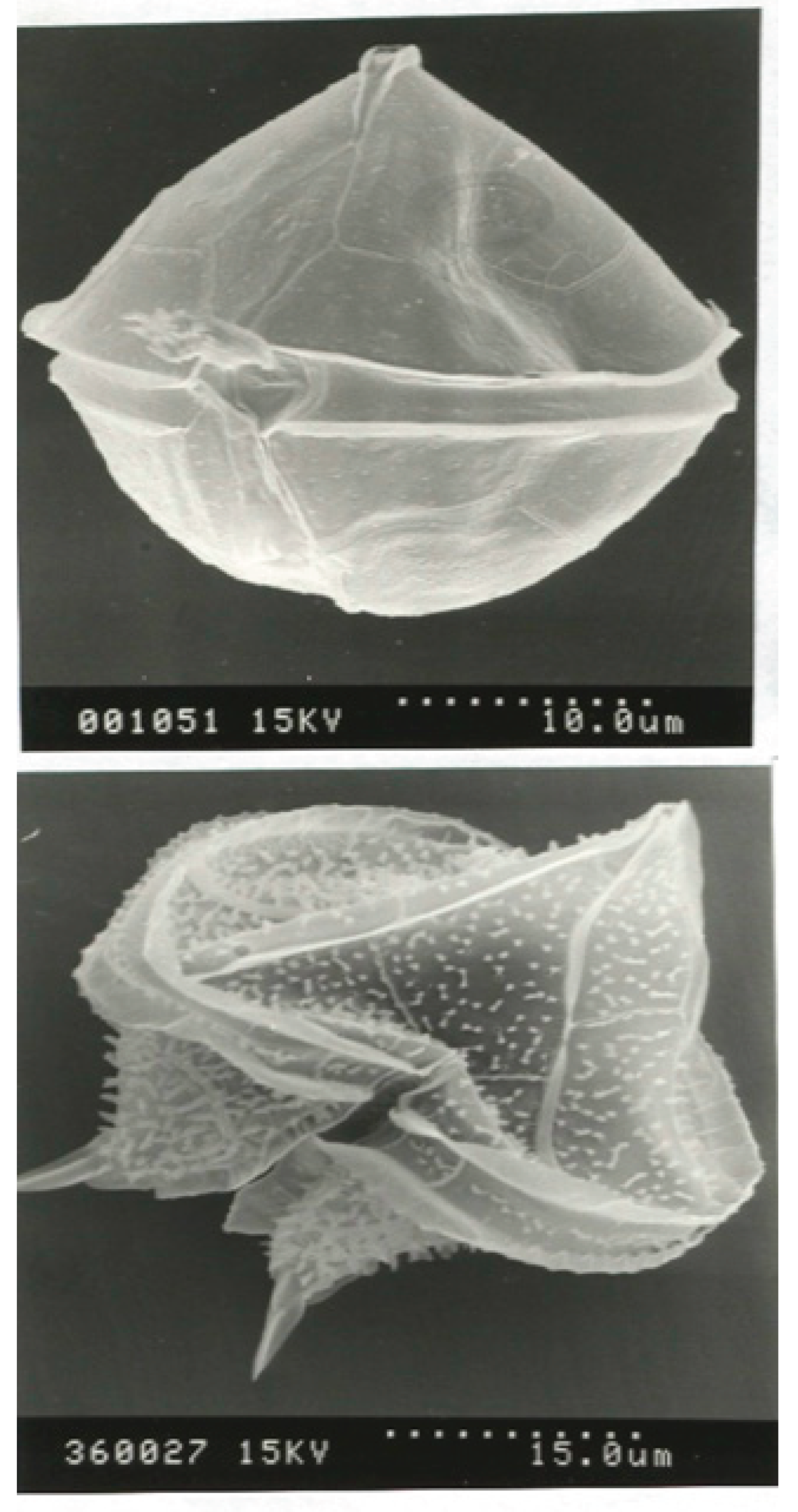 Preprints 164624 g005