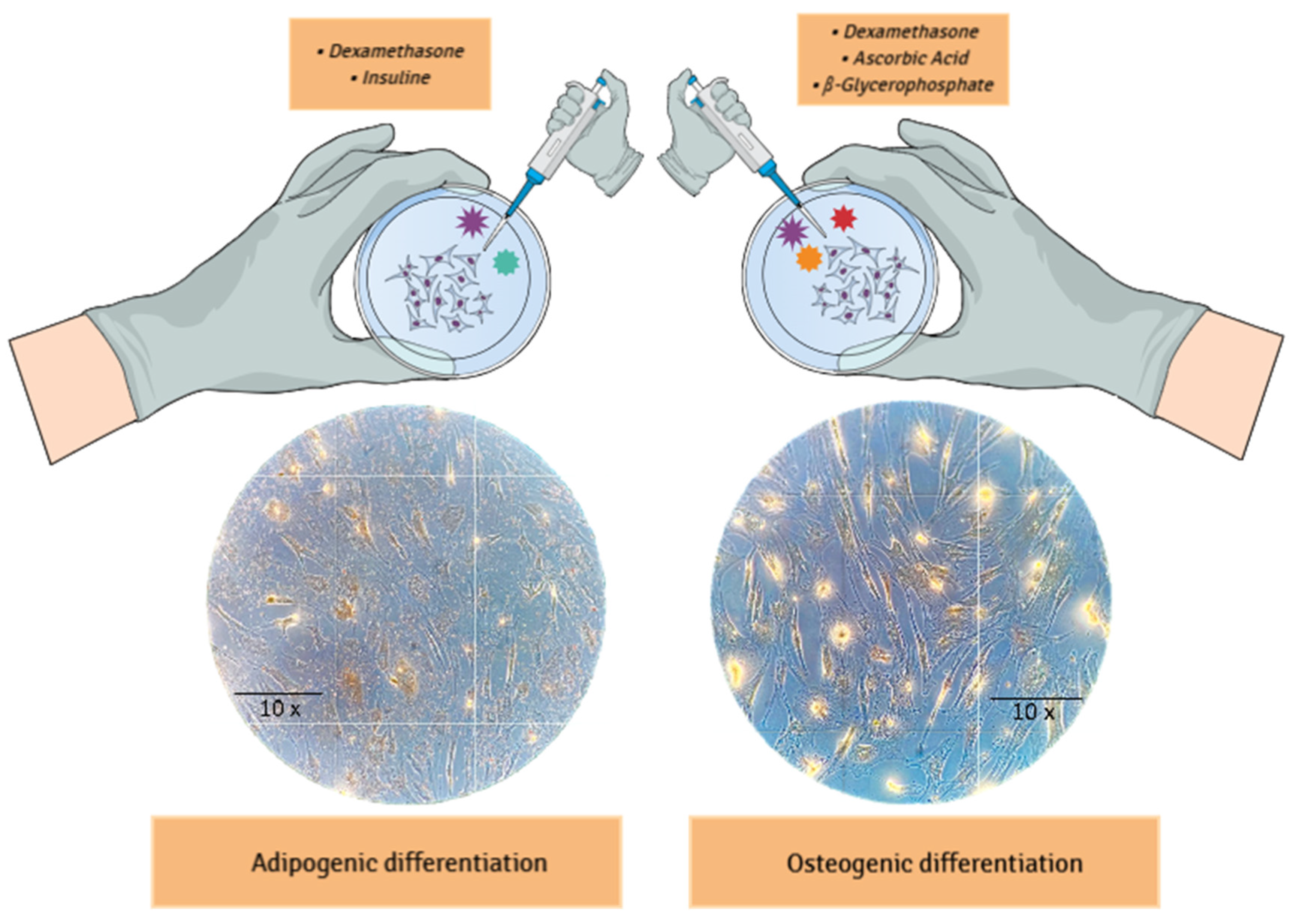 Preprints 158435 g003