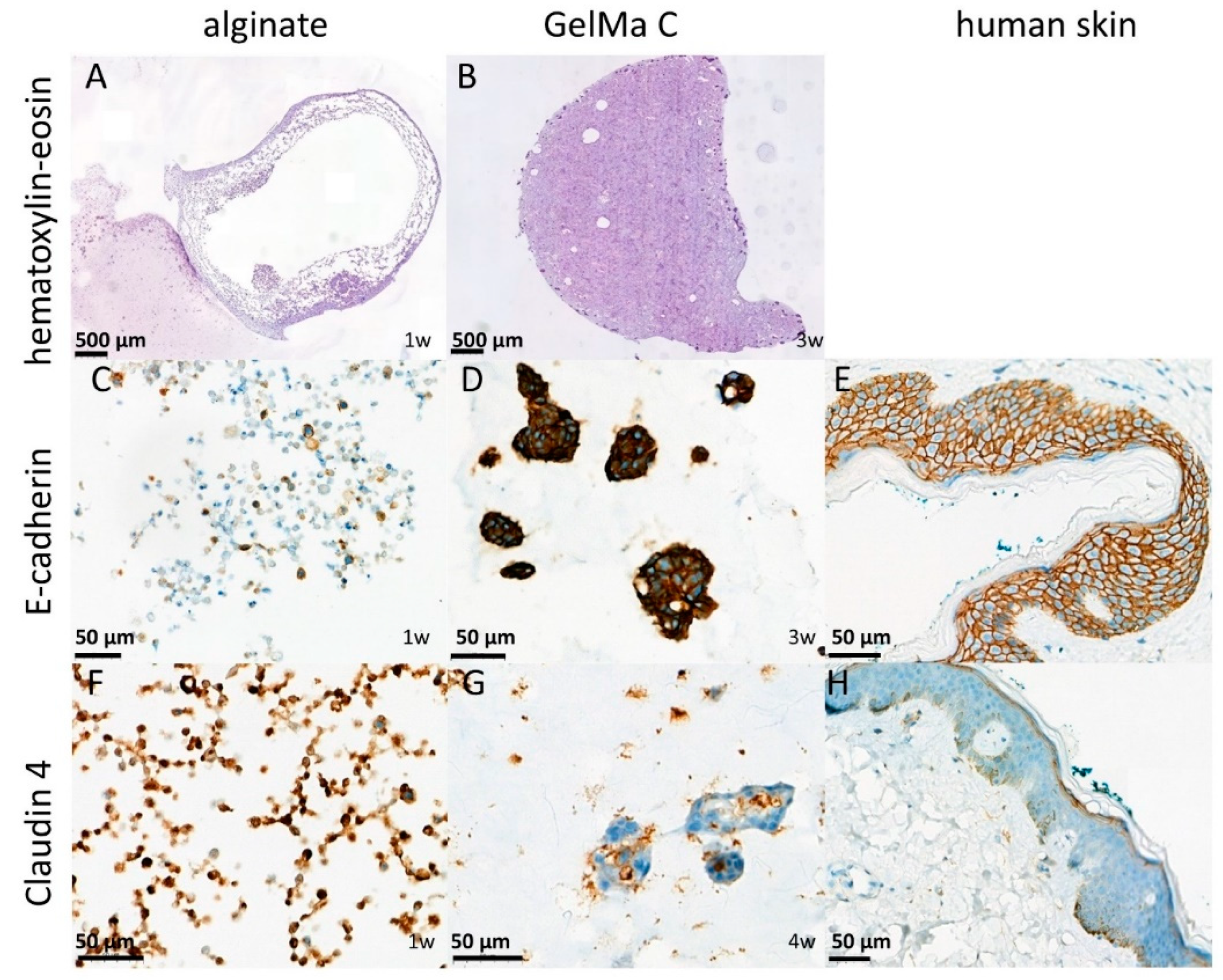 Preprints 145795 g006