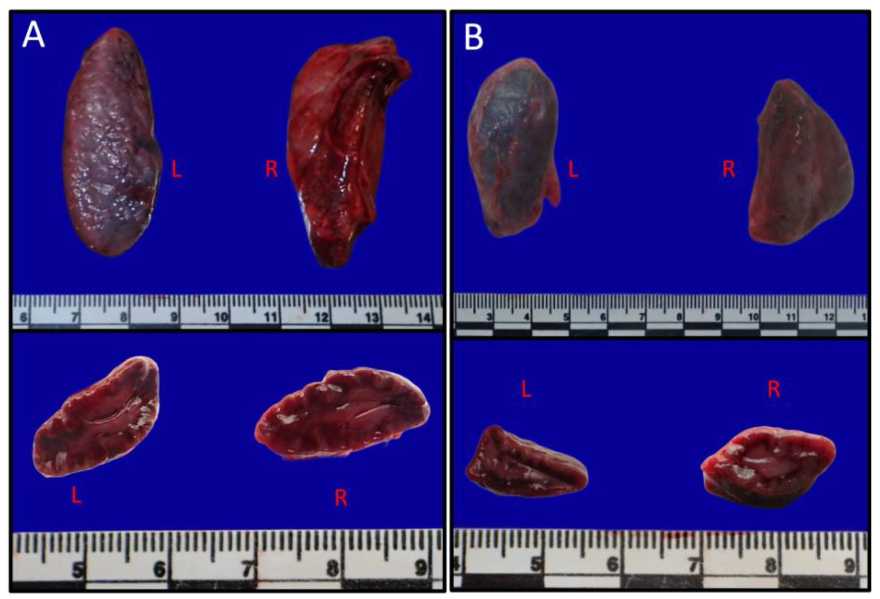 Preprints 203545 g002
