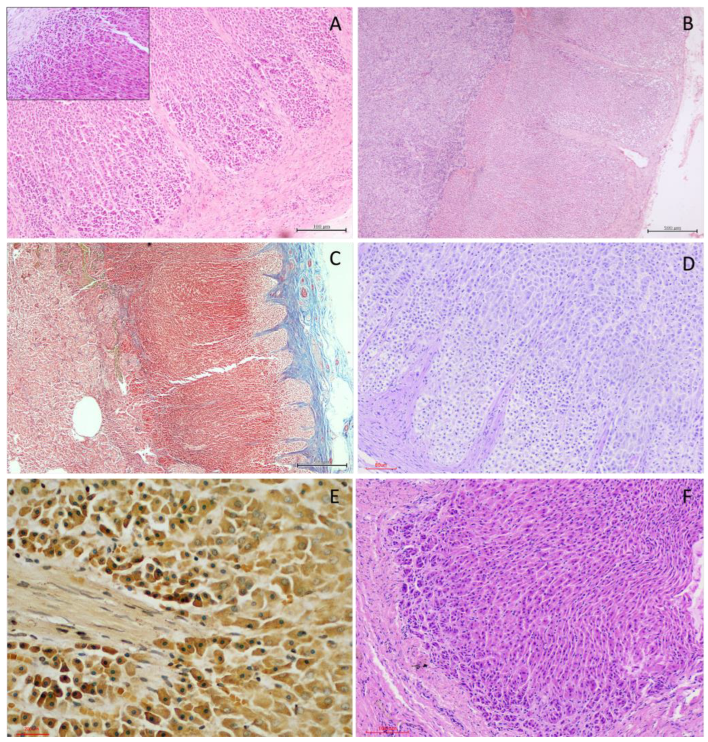 Preprints 203545 g005