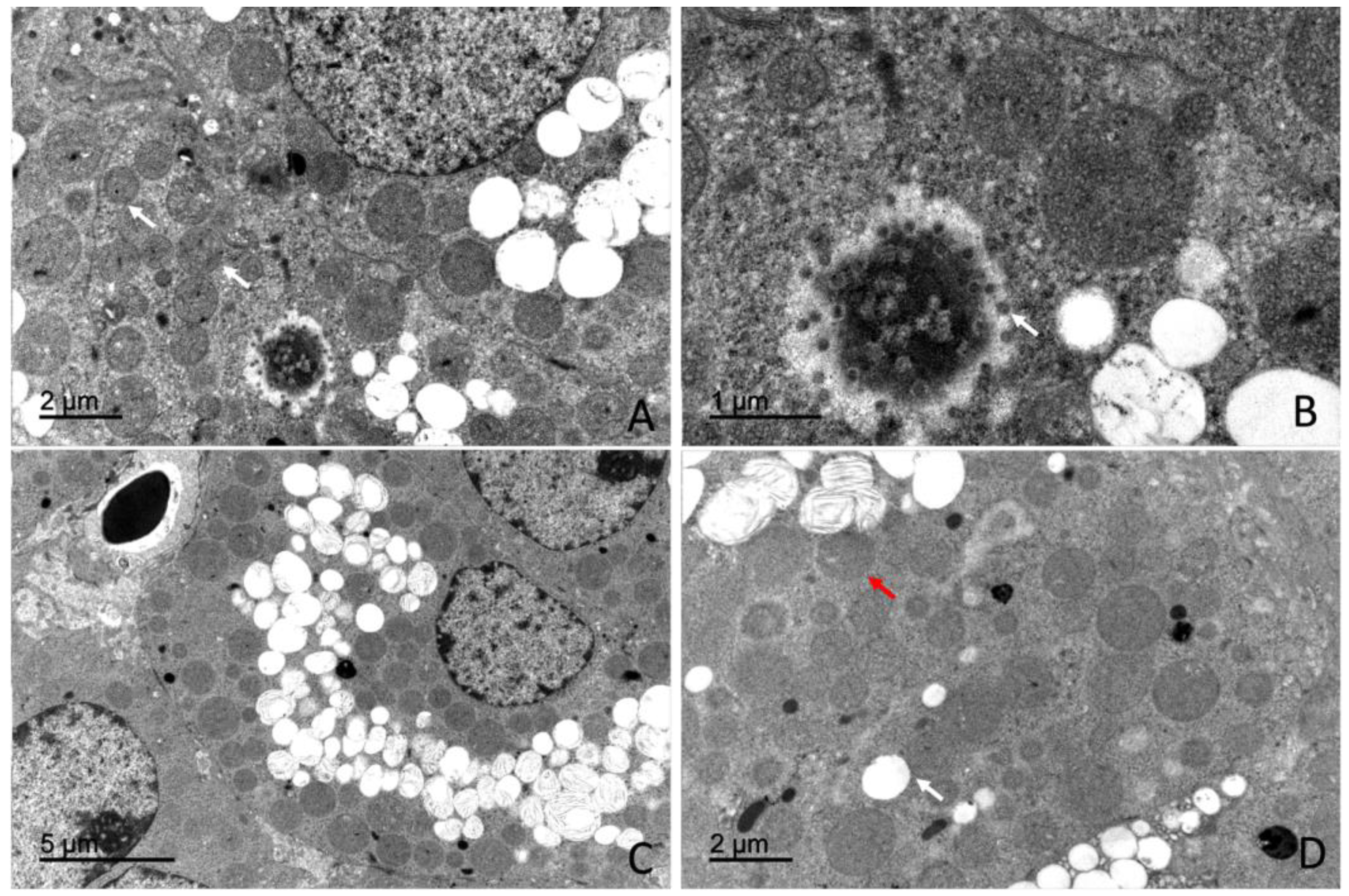 Preprints 203545 g016