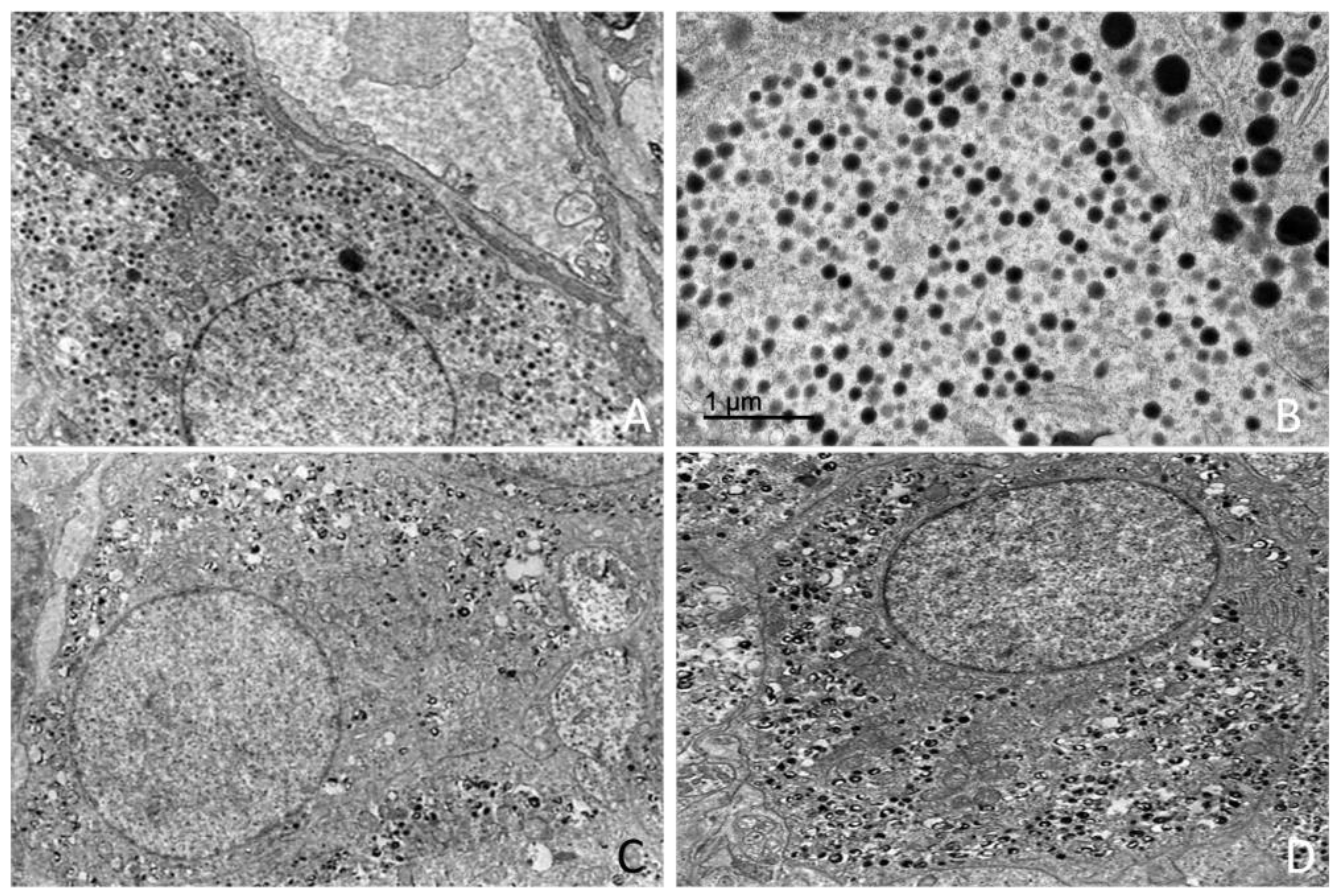 Preprints 203545 g019