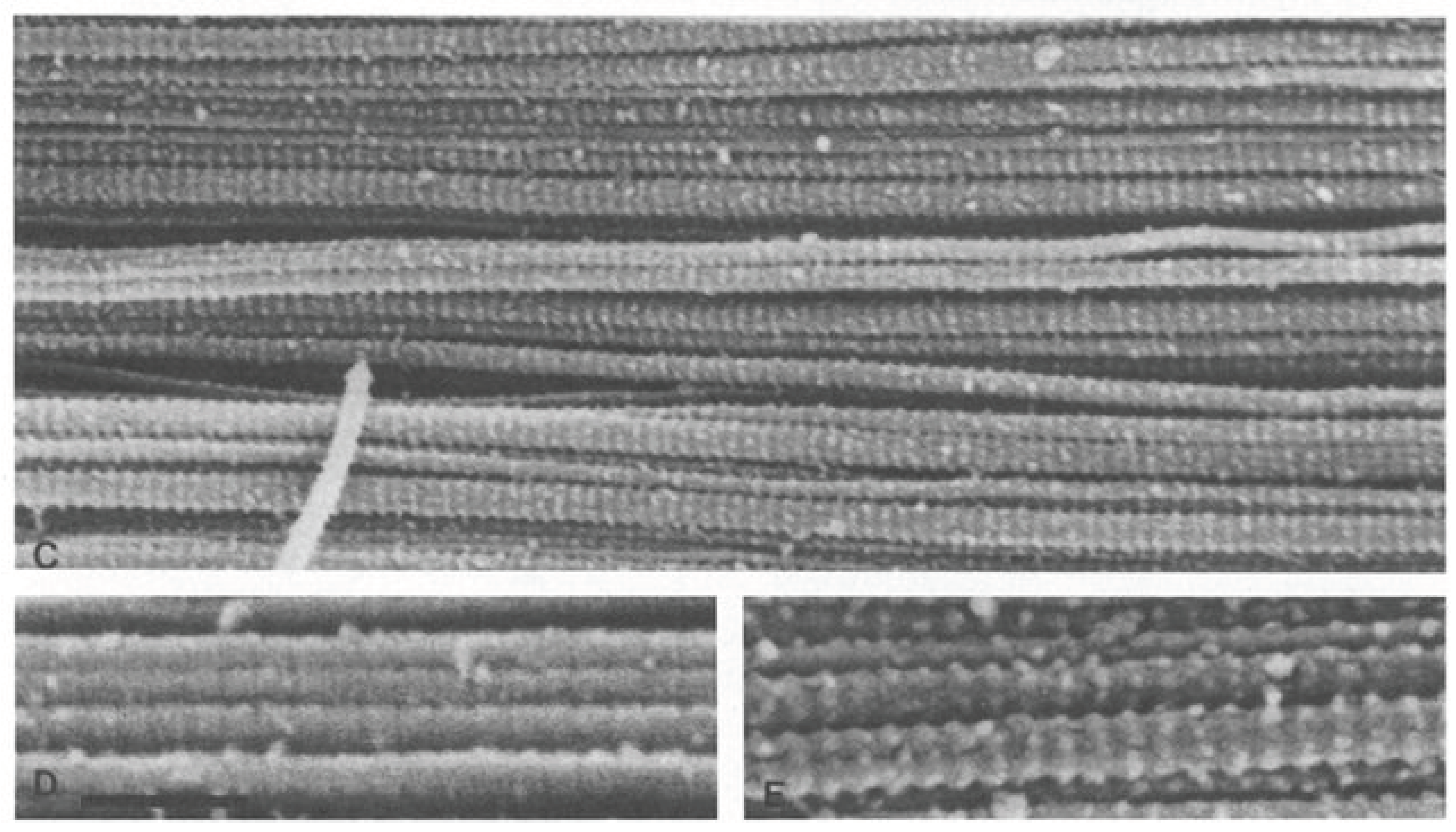 Preprints 87054 g007