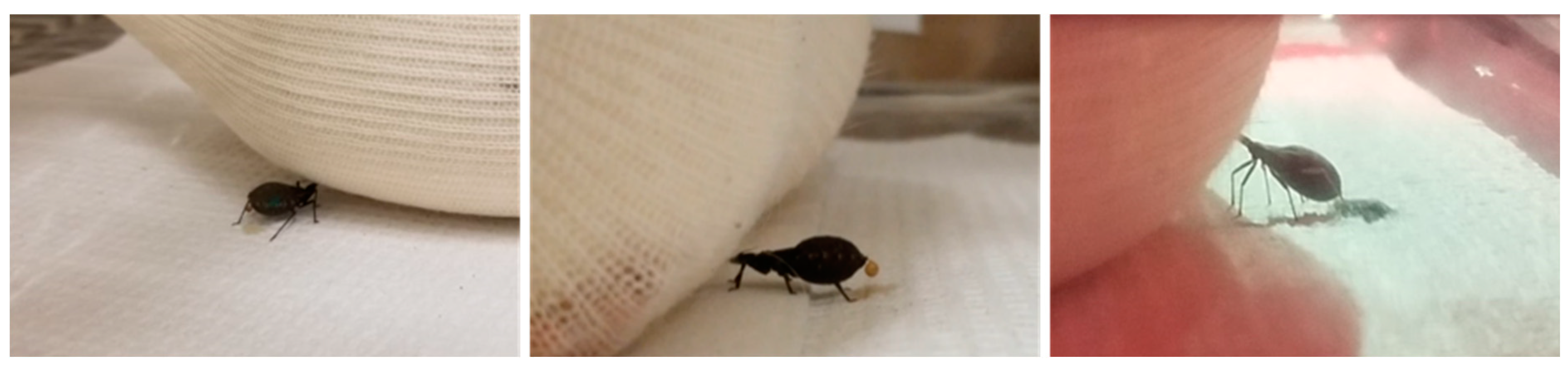 Preprints 144048 g003