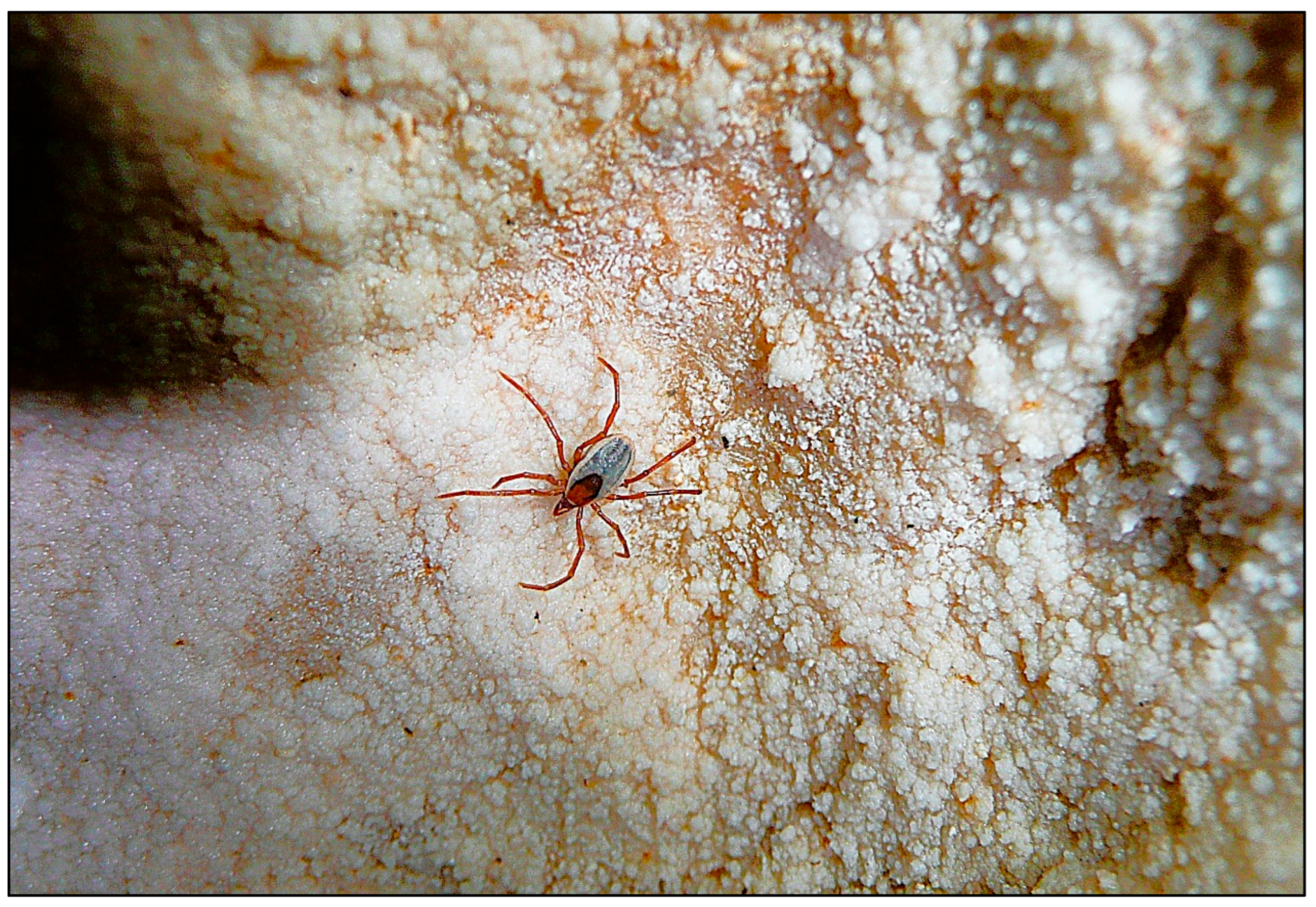 Preprints 199538 g005