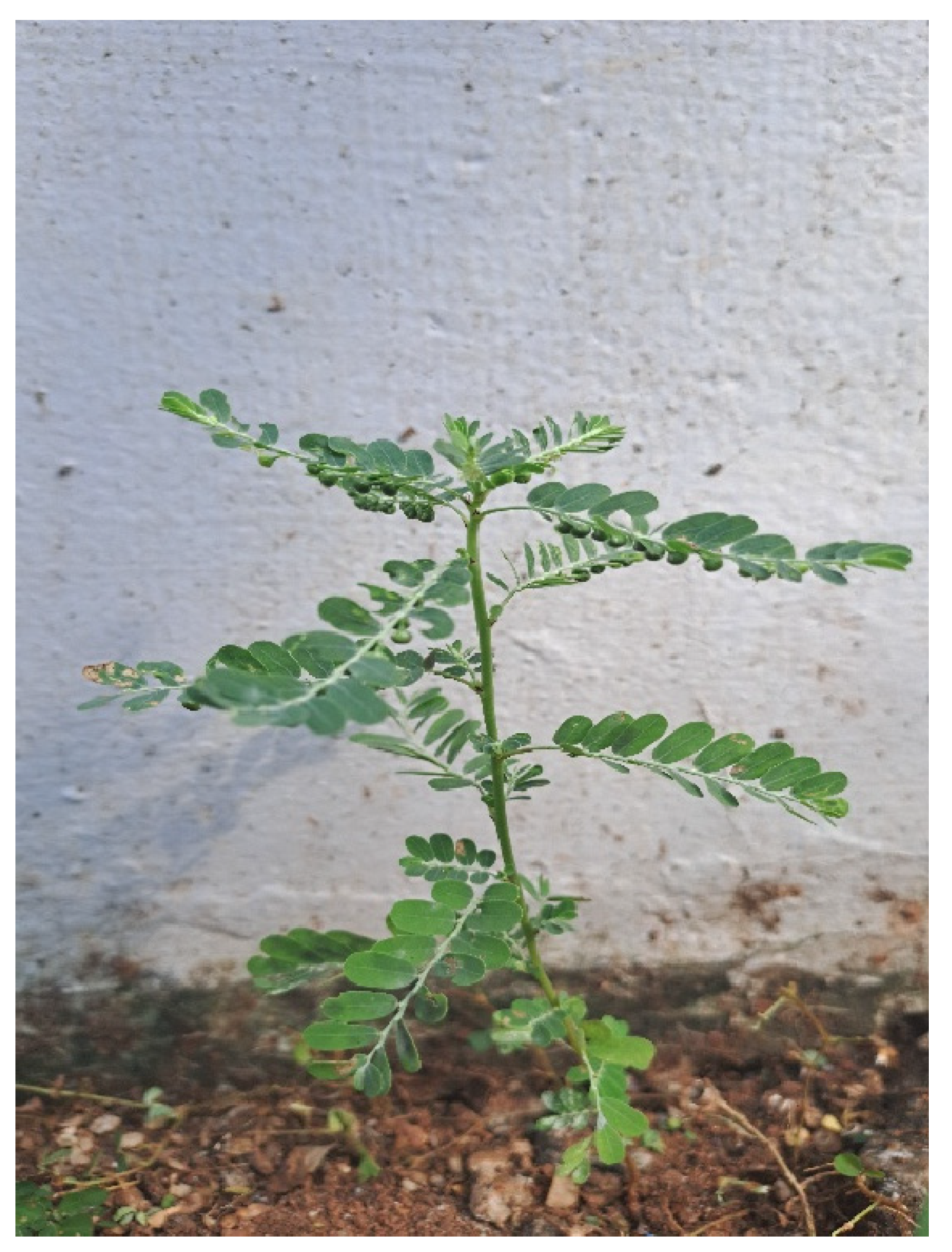 Preprints 149524 g001