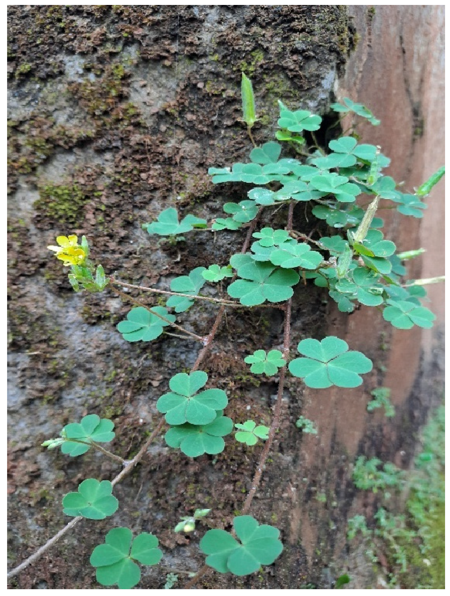 Preprints 149524 g002