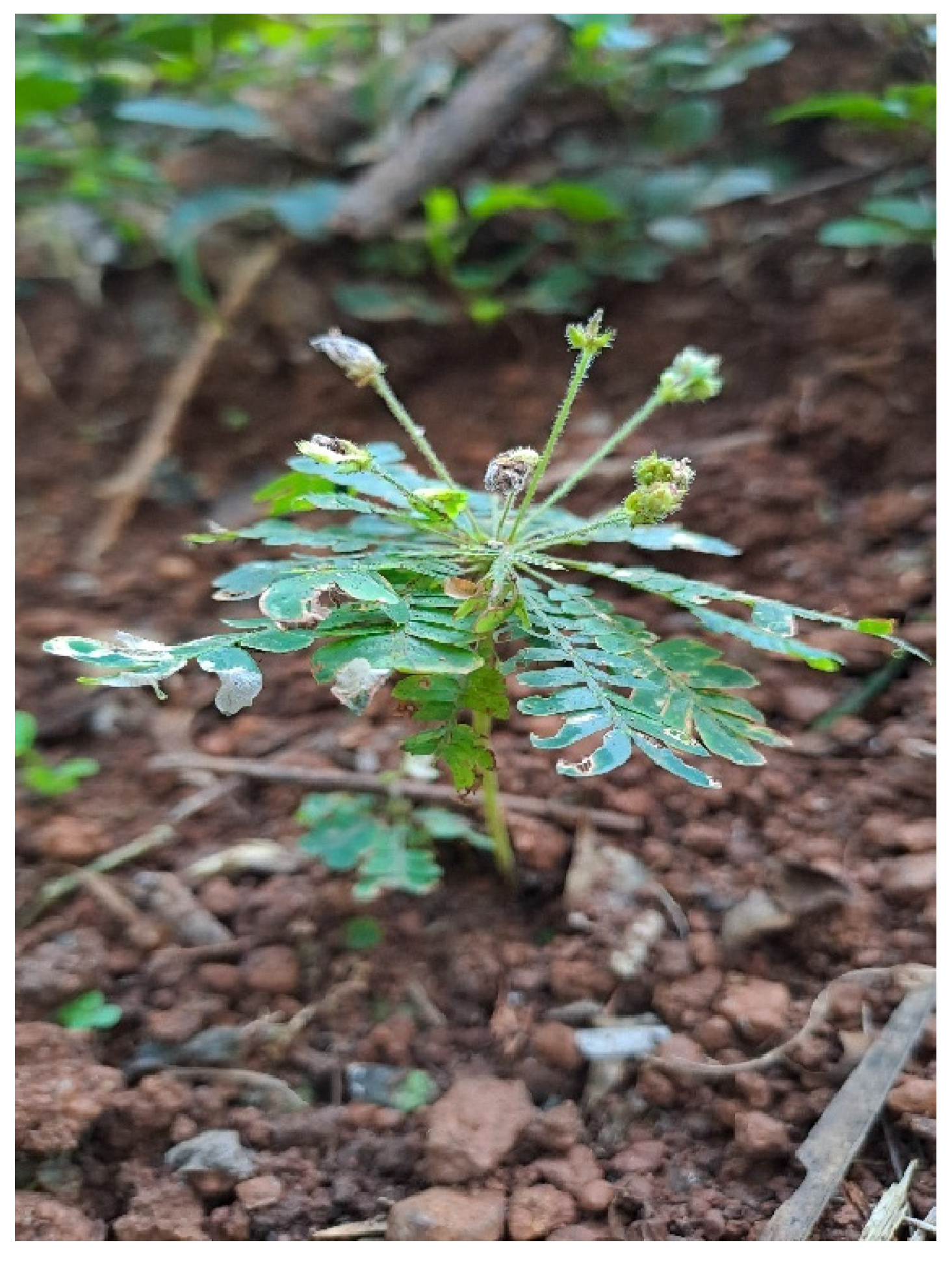 Preprints 149524 g003