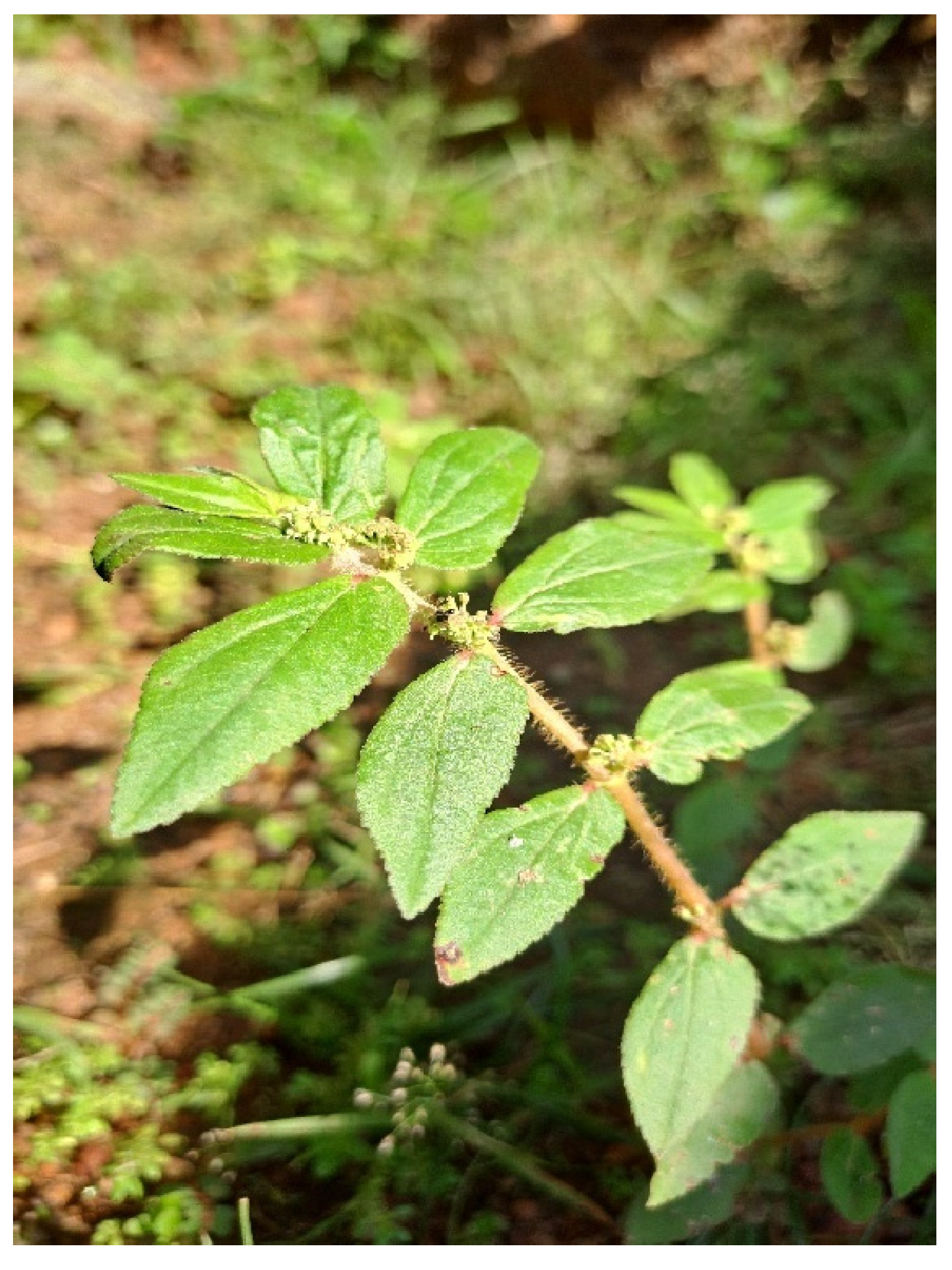 Preprints 149524 g005