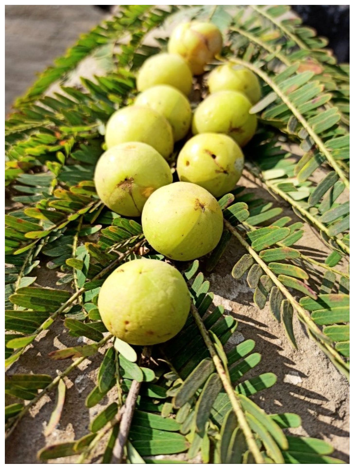 Preprints 149524 g006