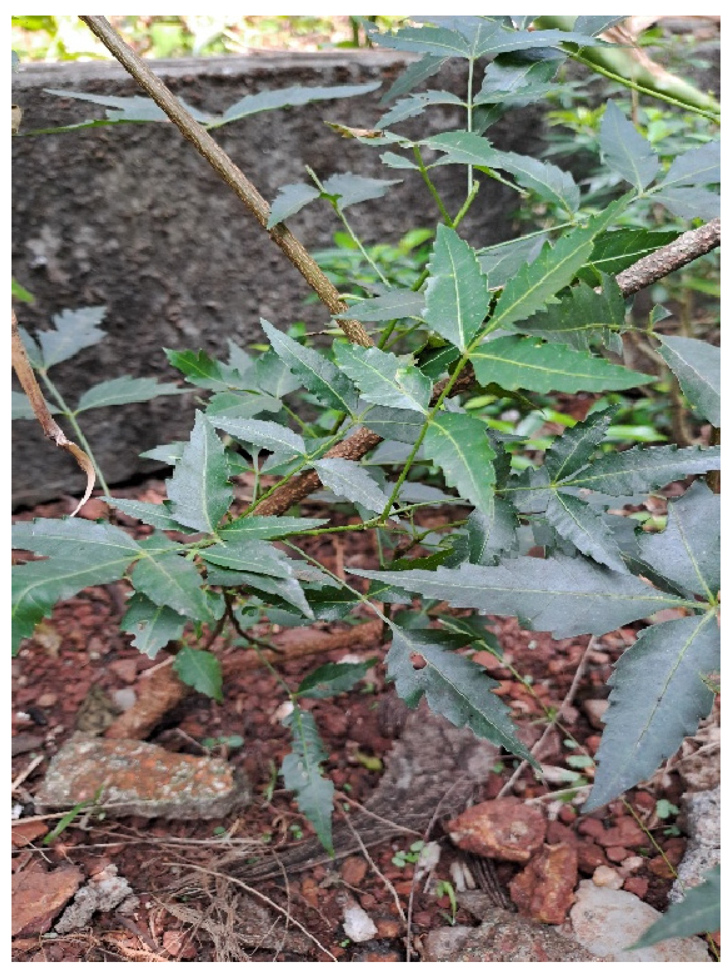 Preprints 149524 g007