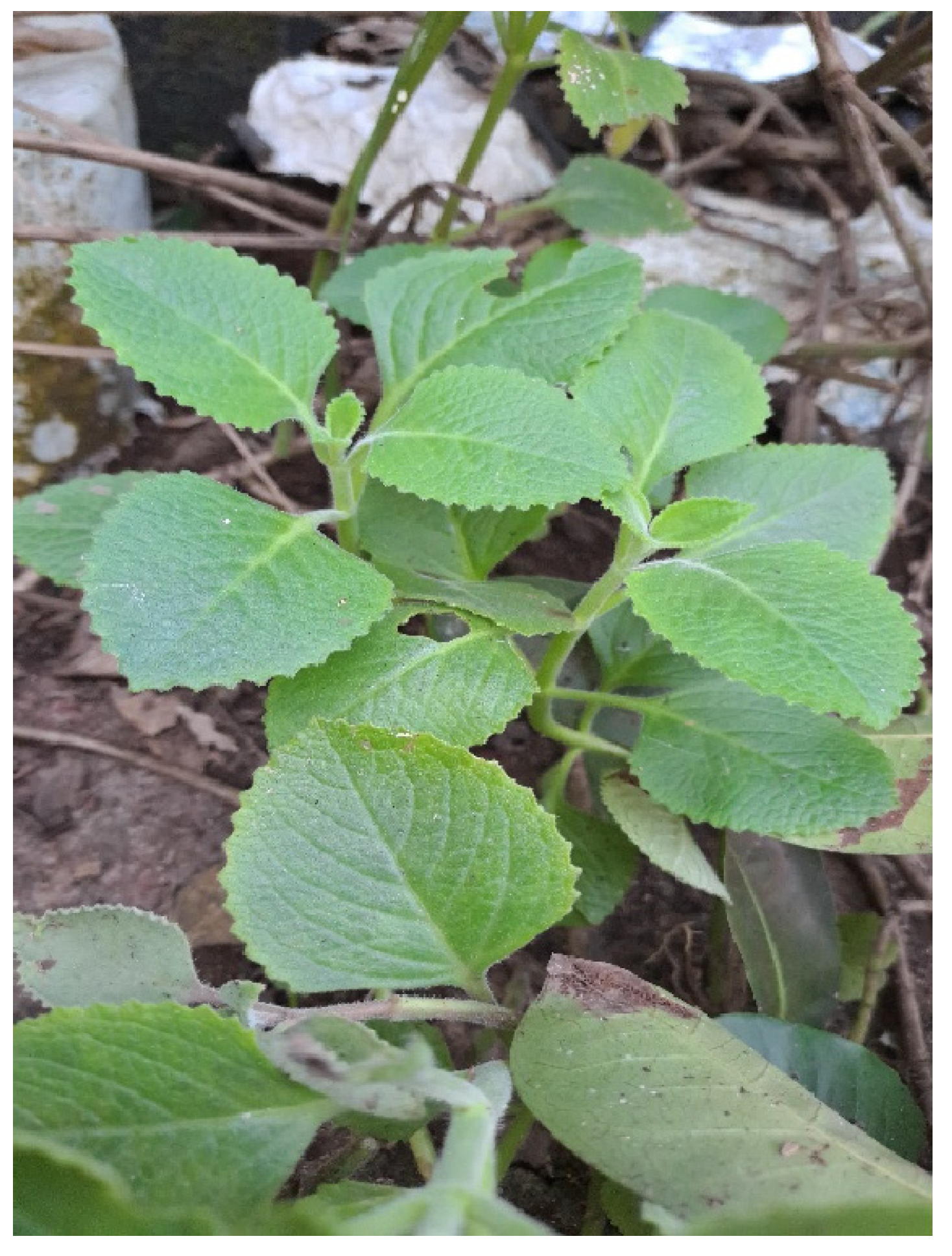 Preprints 149524 g008