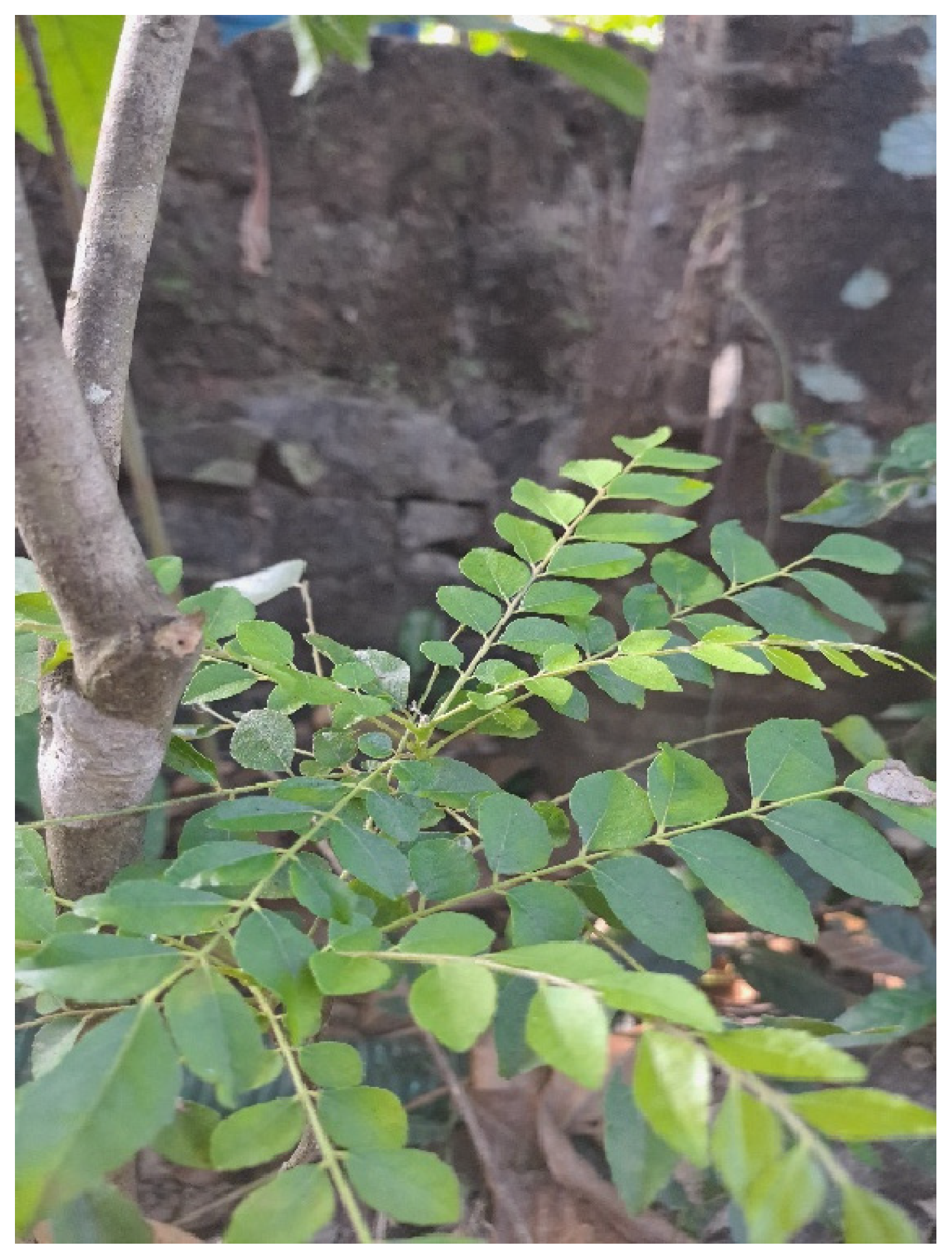 Preprints 149524 g009