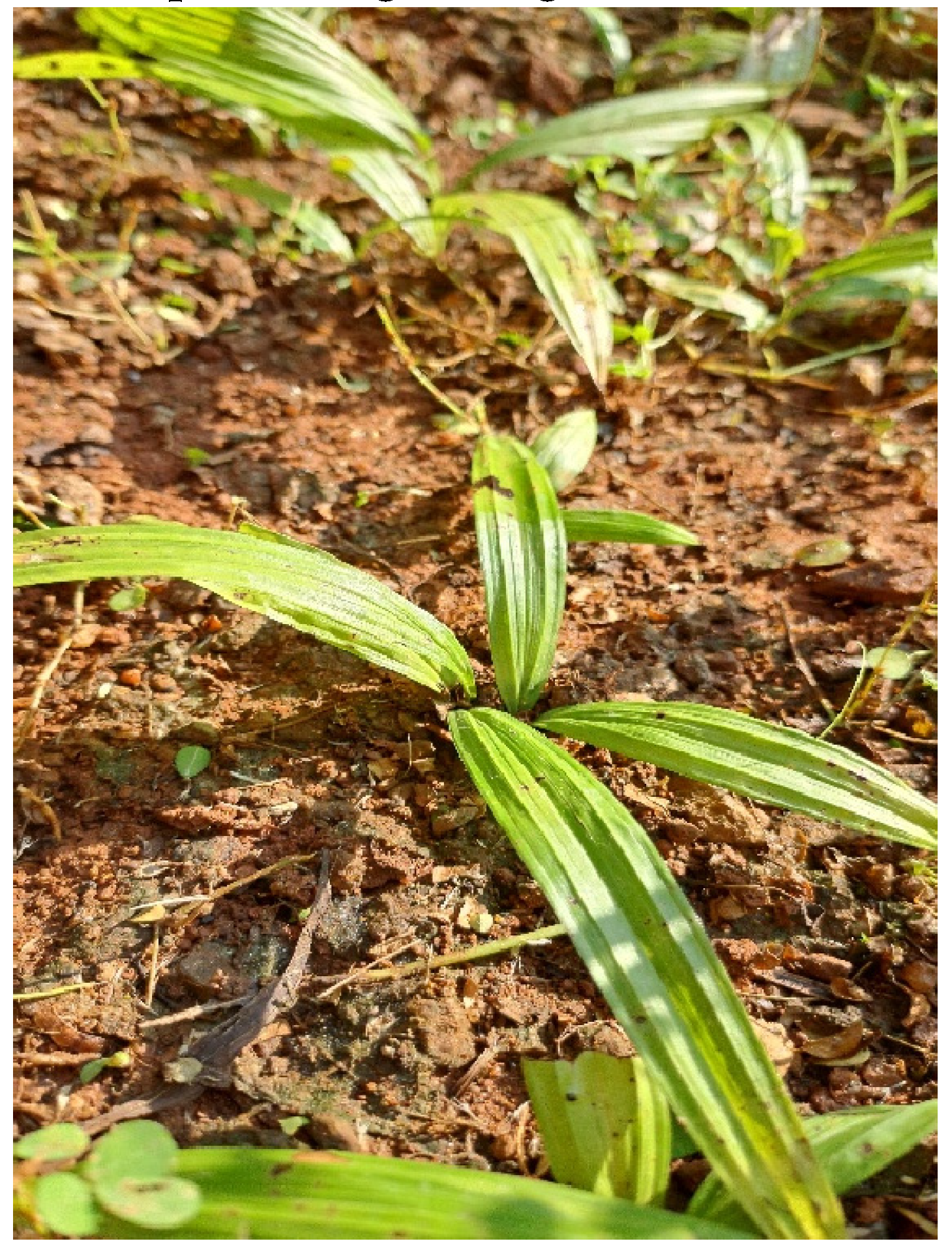 Preprints 149524 g010