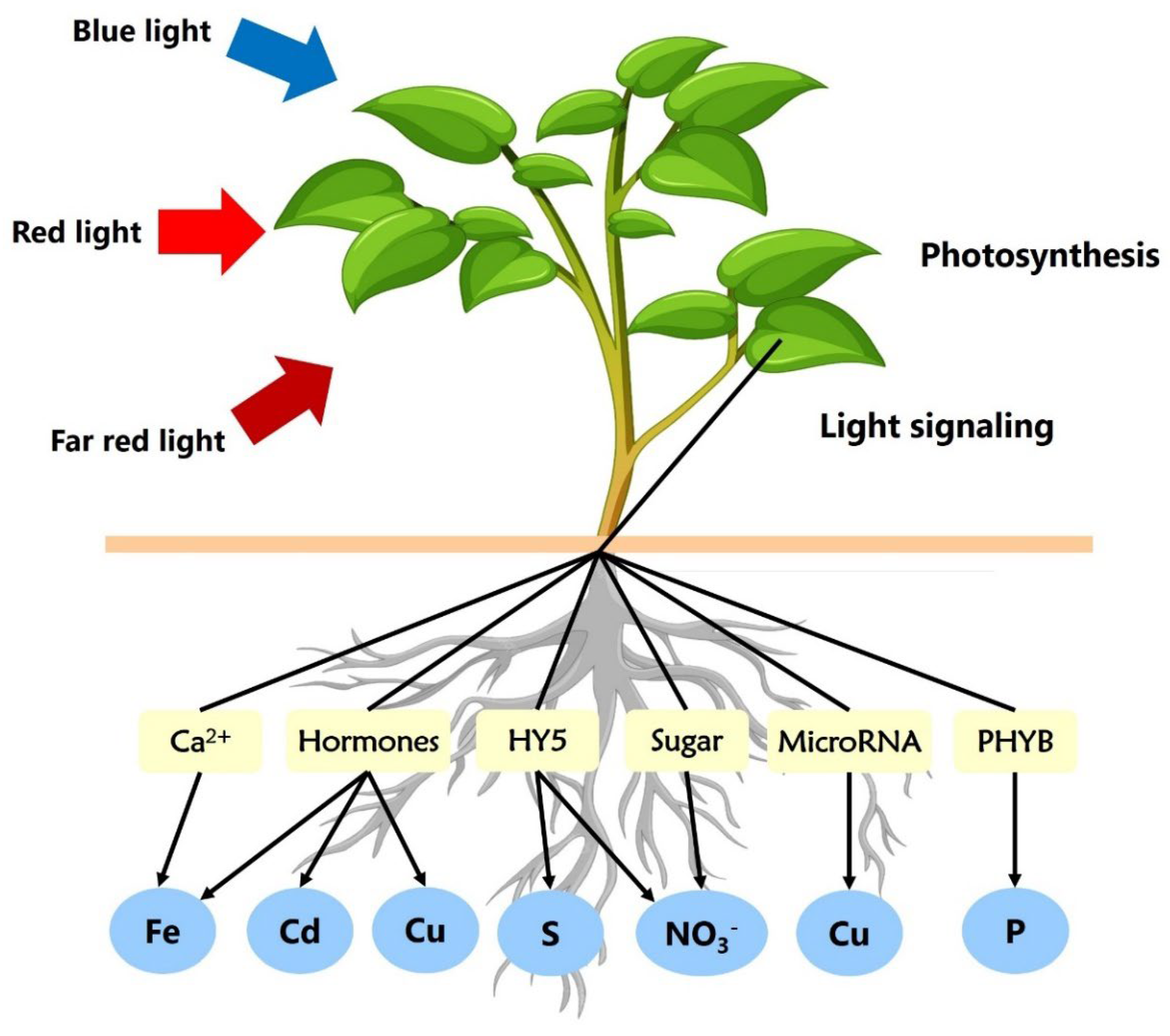 Preprints 140865 g001