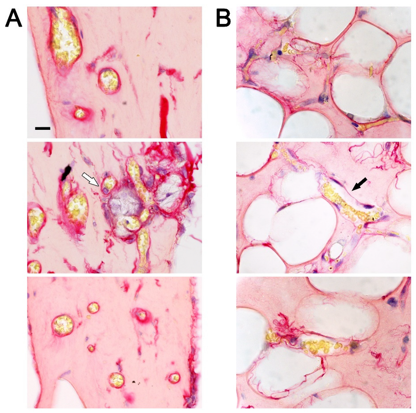 Preprints 210634 g005