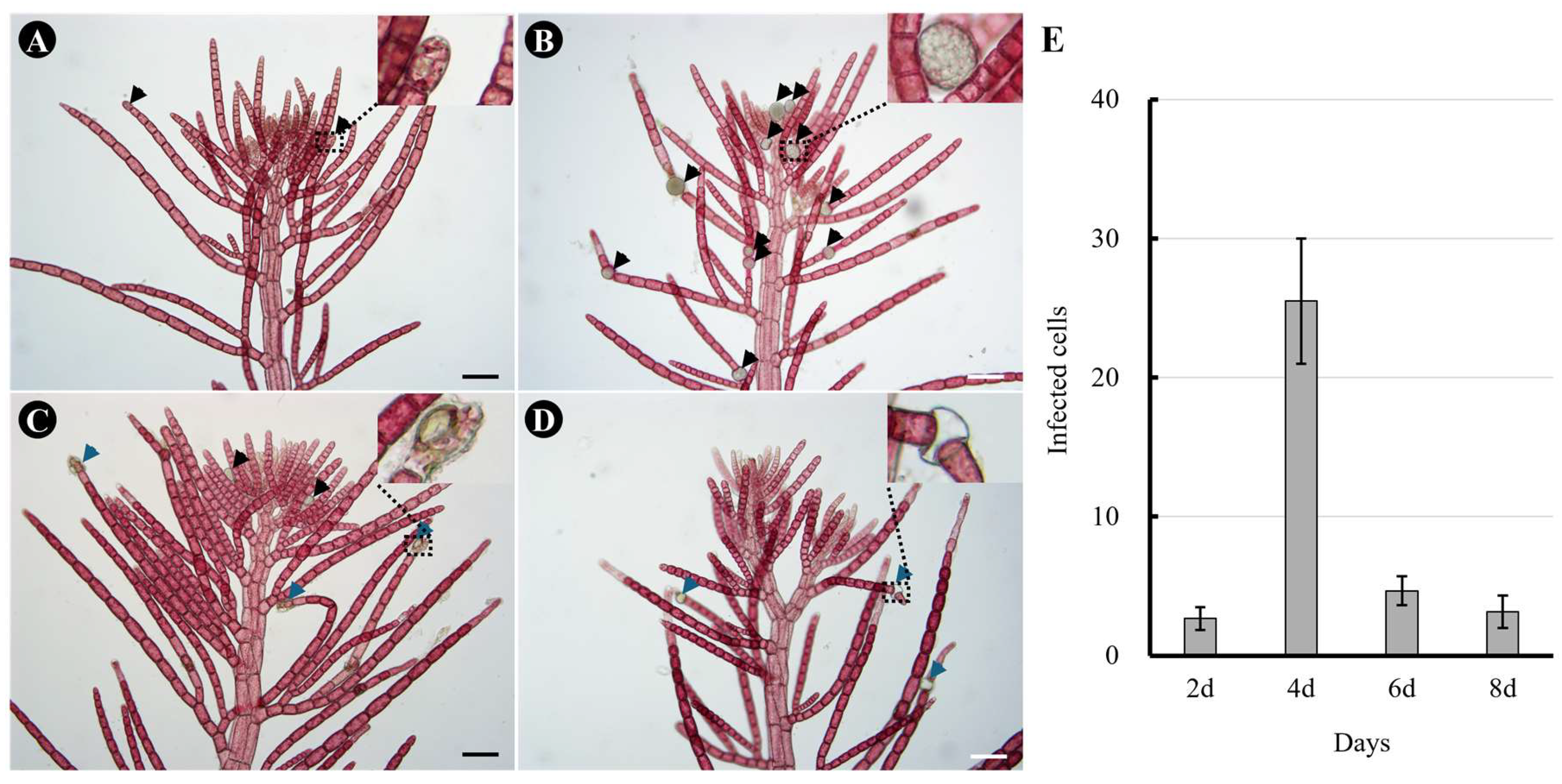 Preprints 151973 g001