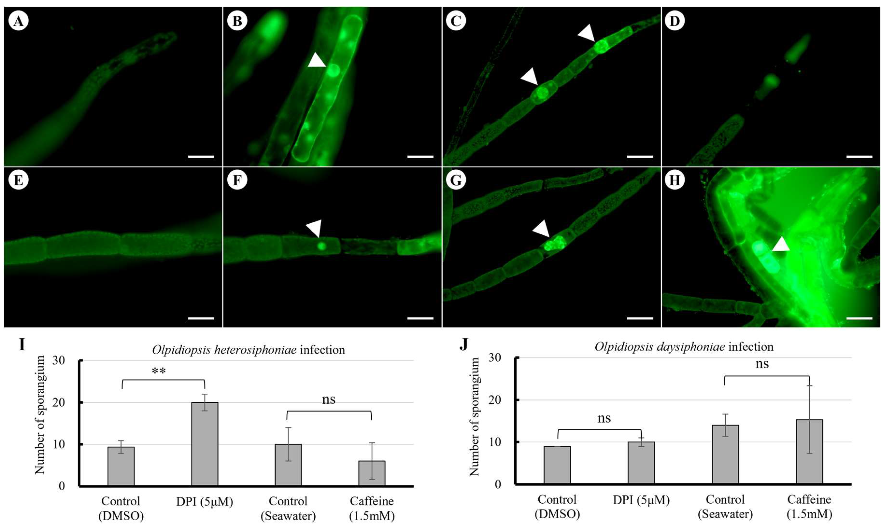 Preprints 151973 g003