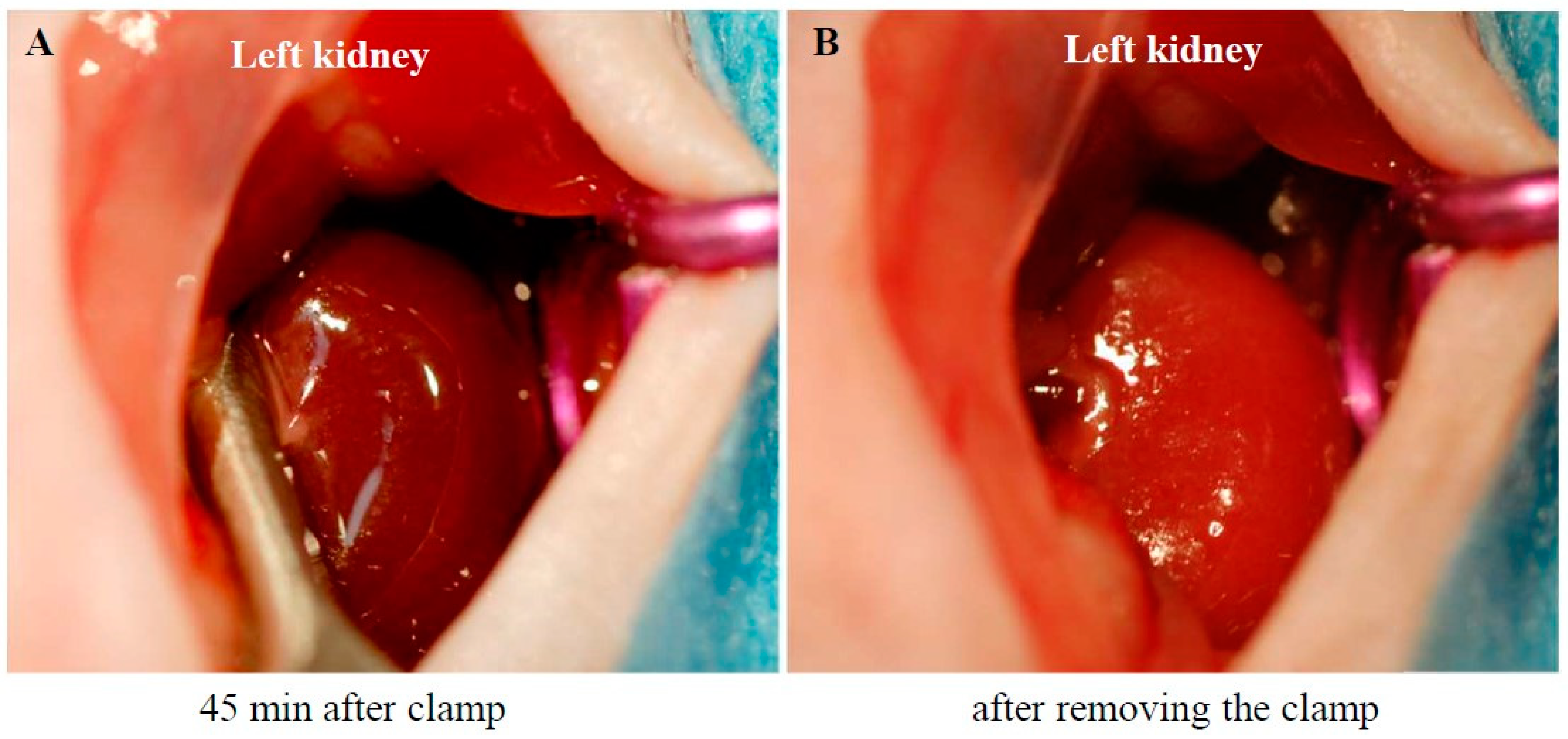 Preprints 152087 g001