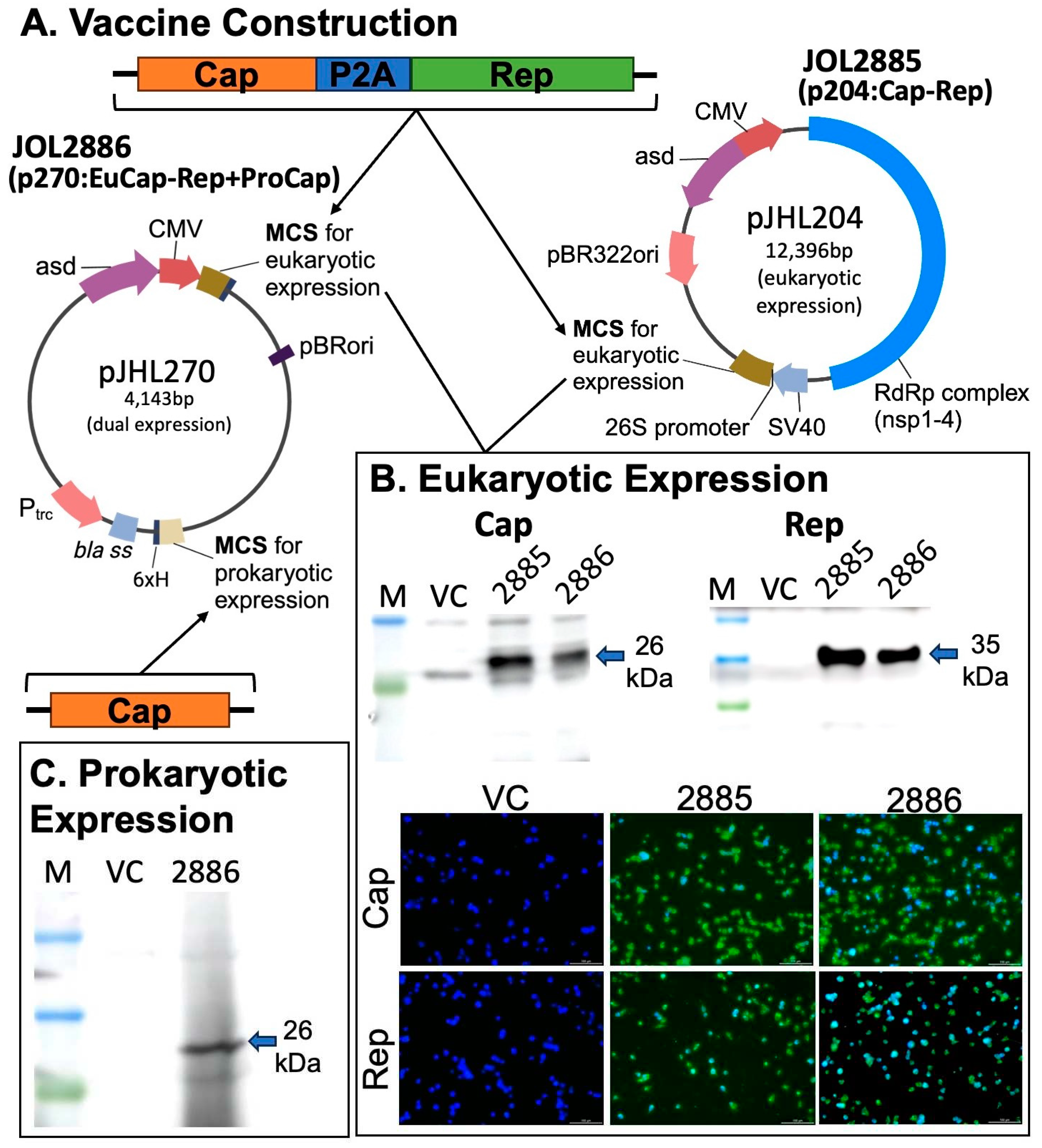 Preprints 89214 g001